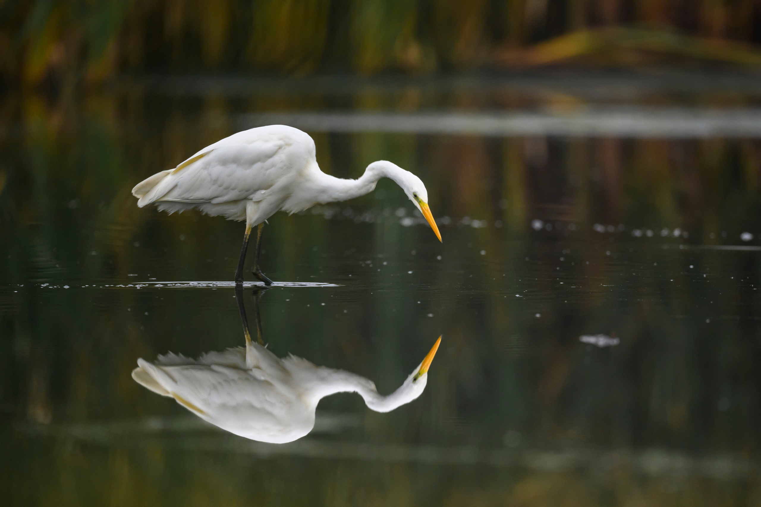 Цапли VIII. Фотограф Сергей Пупонин