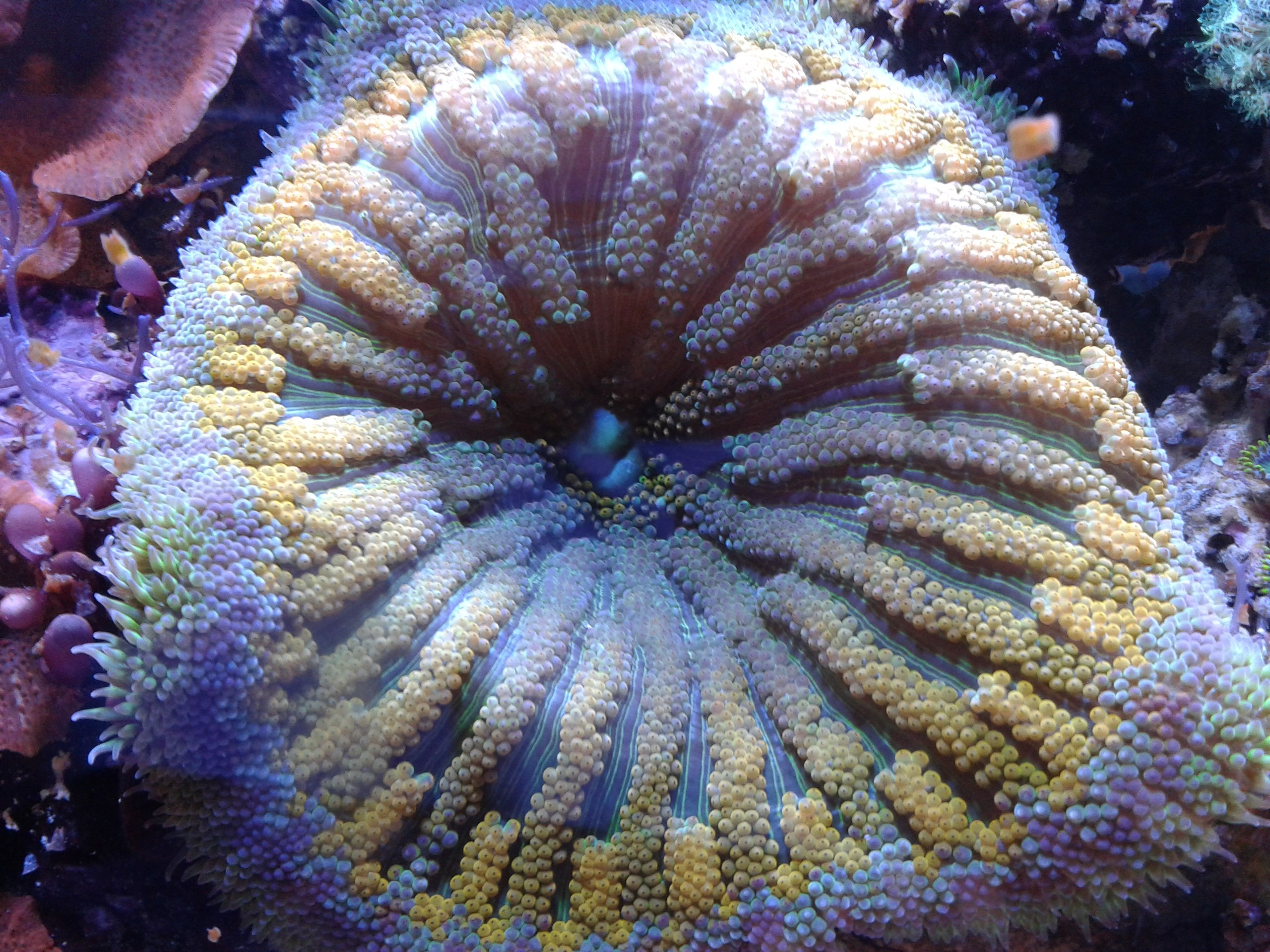 Морской нано аквариум. Аквариумист Максим Ерёмин. Aqua Maxim