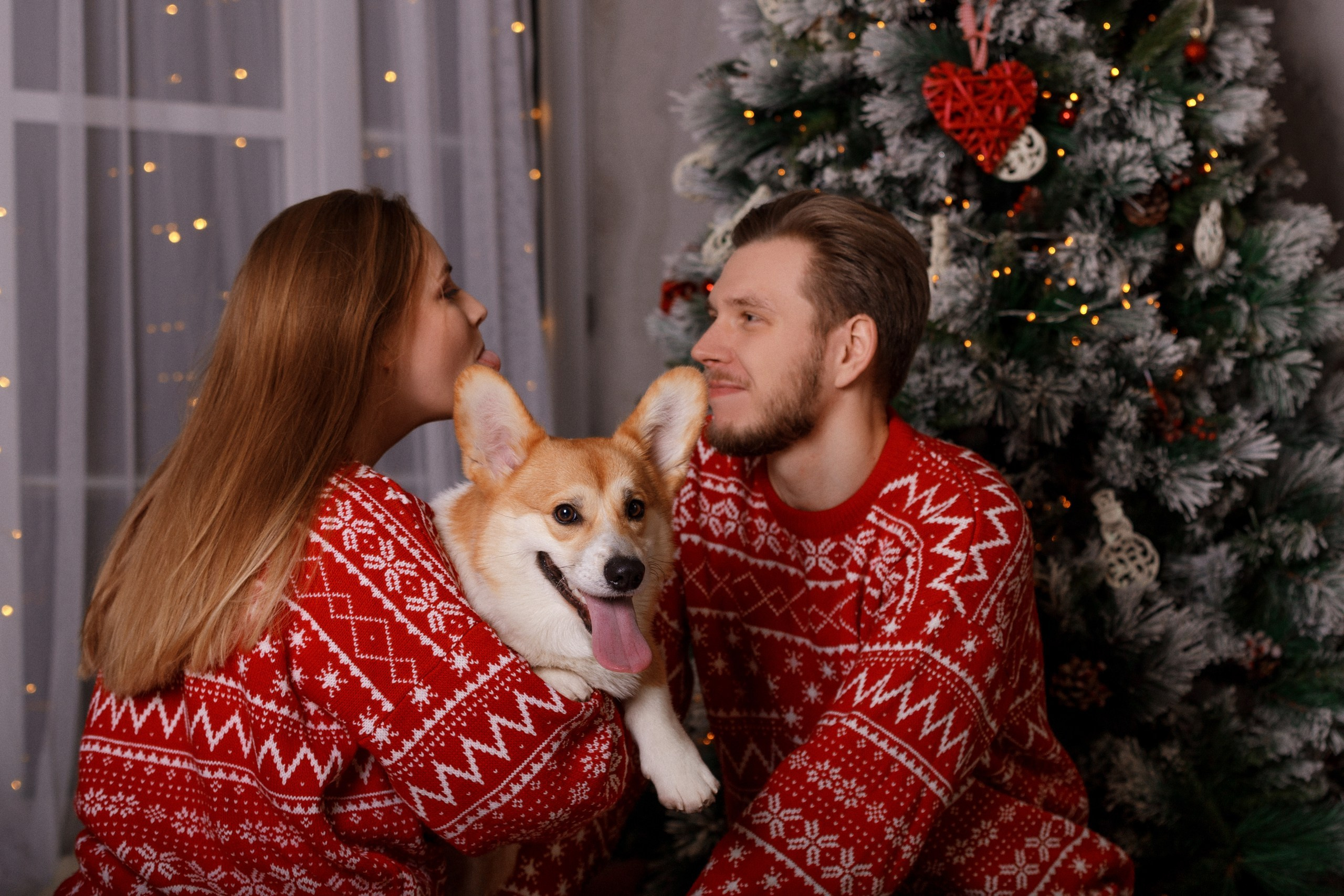 Корги Фил, Катя и Сергей. Новогодняя фотосессия в студии. Фотограф-анималист в Калуге Мария Шерскова