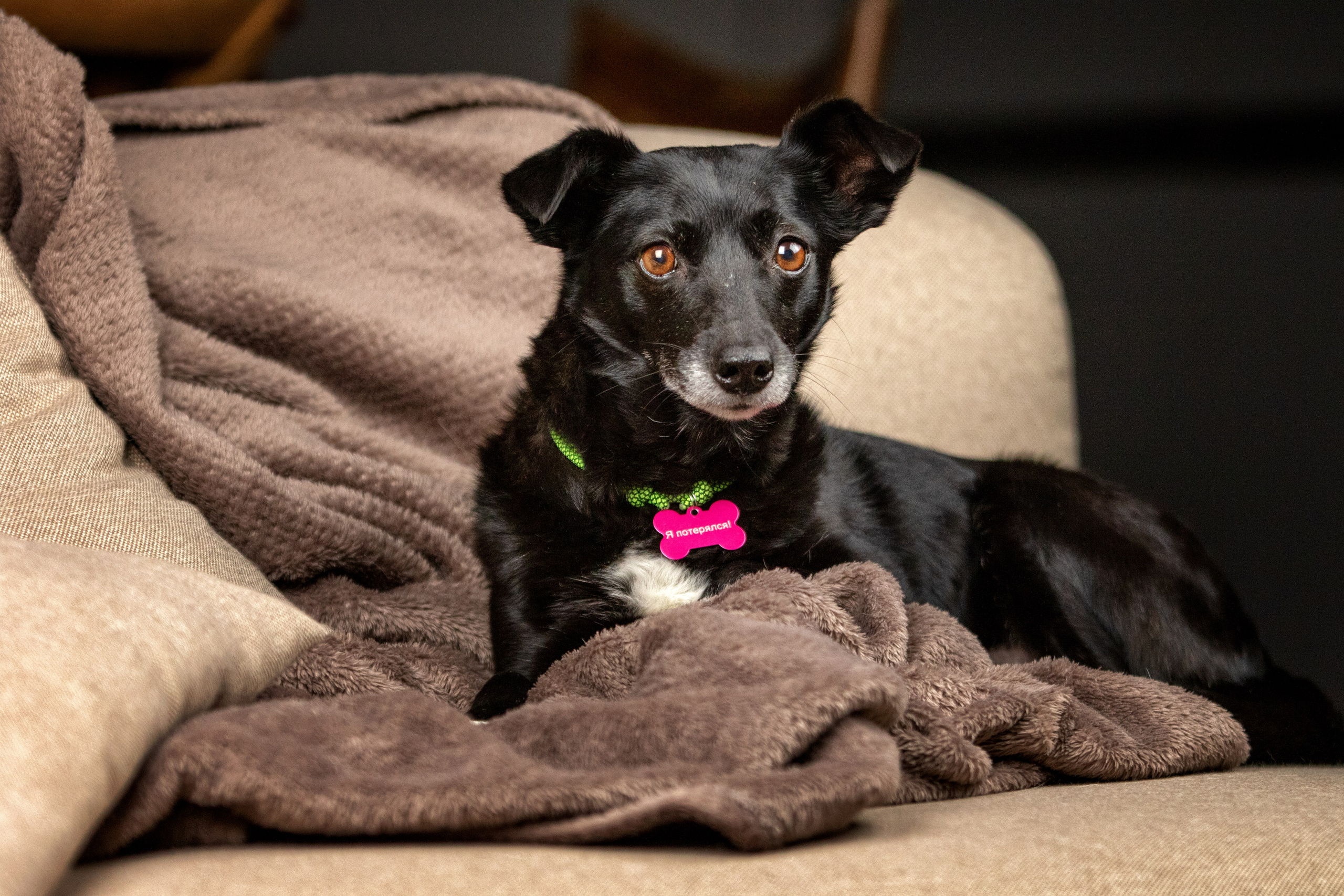 Рождественская история Бусинки. Фотограф-анималист Юлия Зубкова
