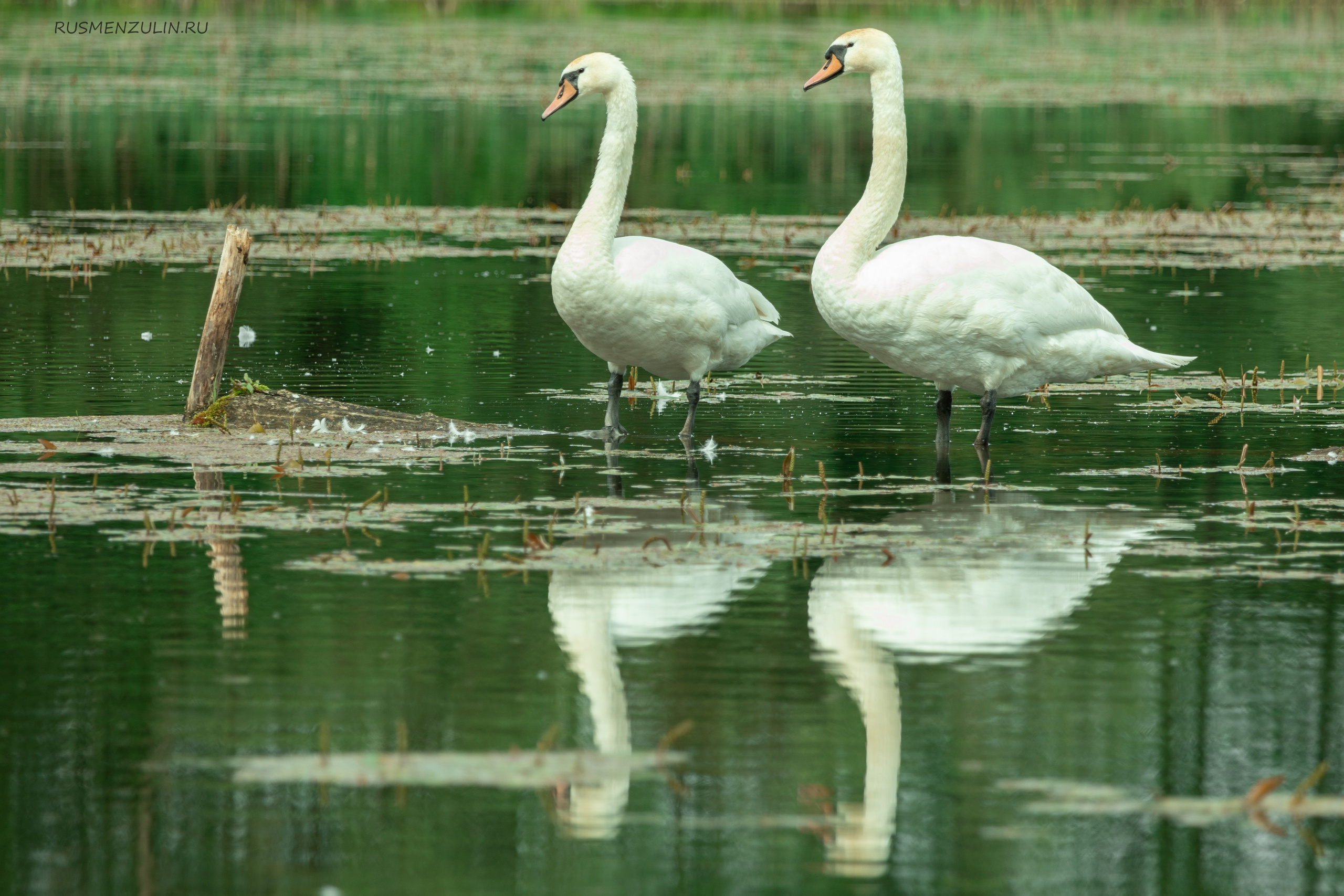 Фотосессия в Никола Ленивце