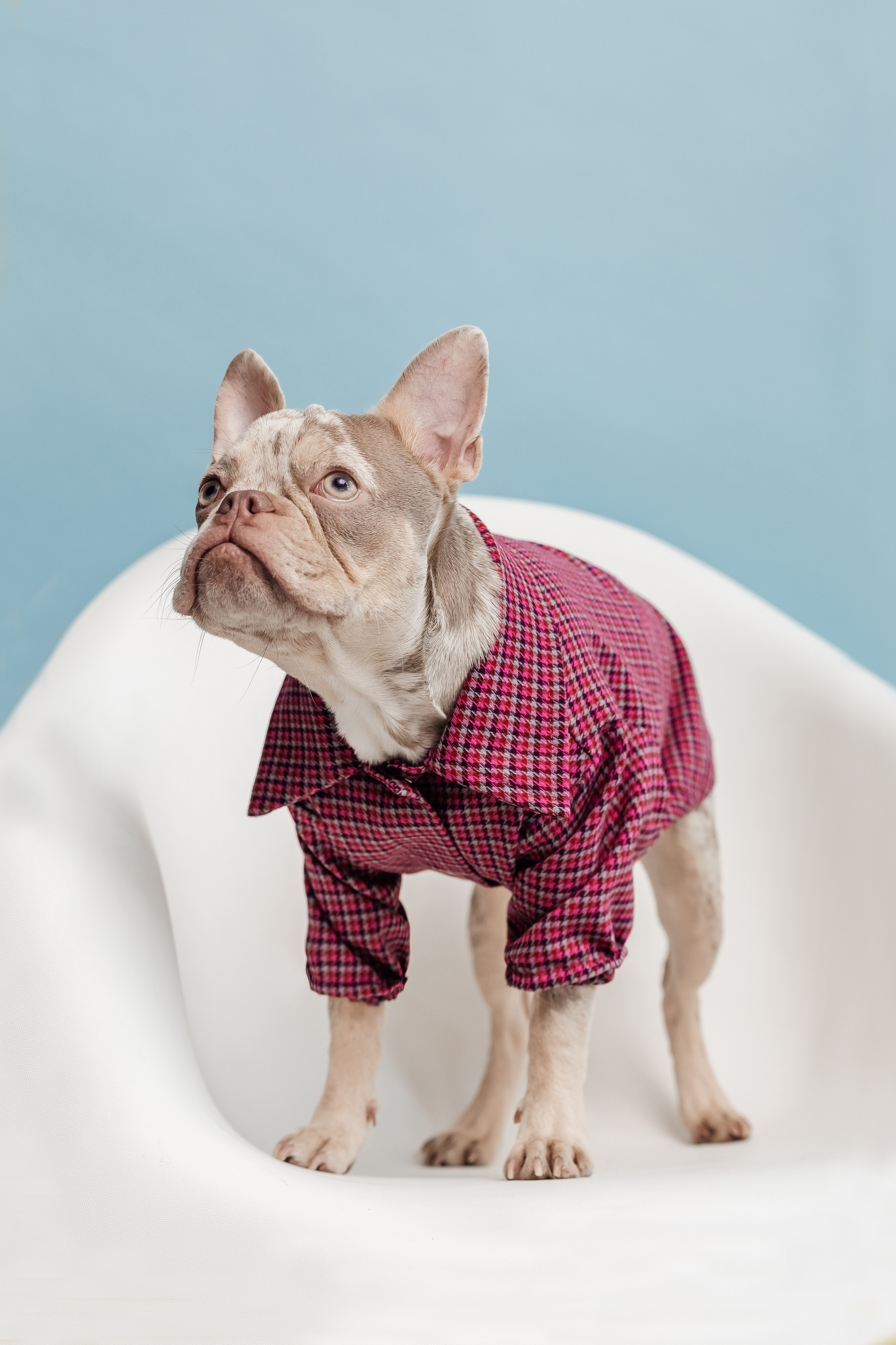 Портфолио animal. Фотограф — анималист Маргарита Хелбен Краснодар