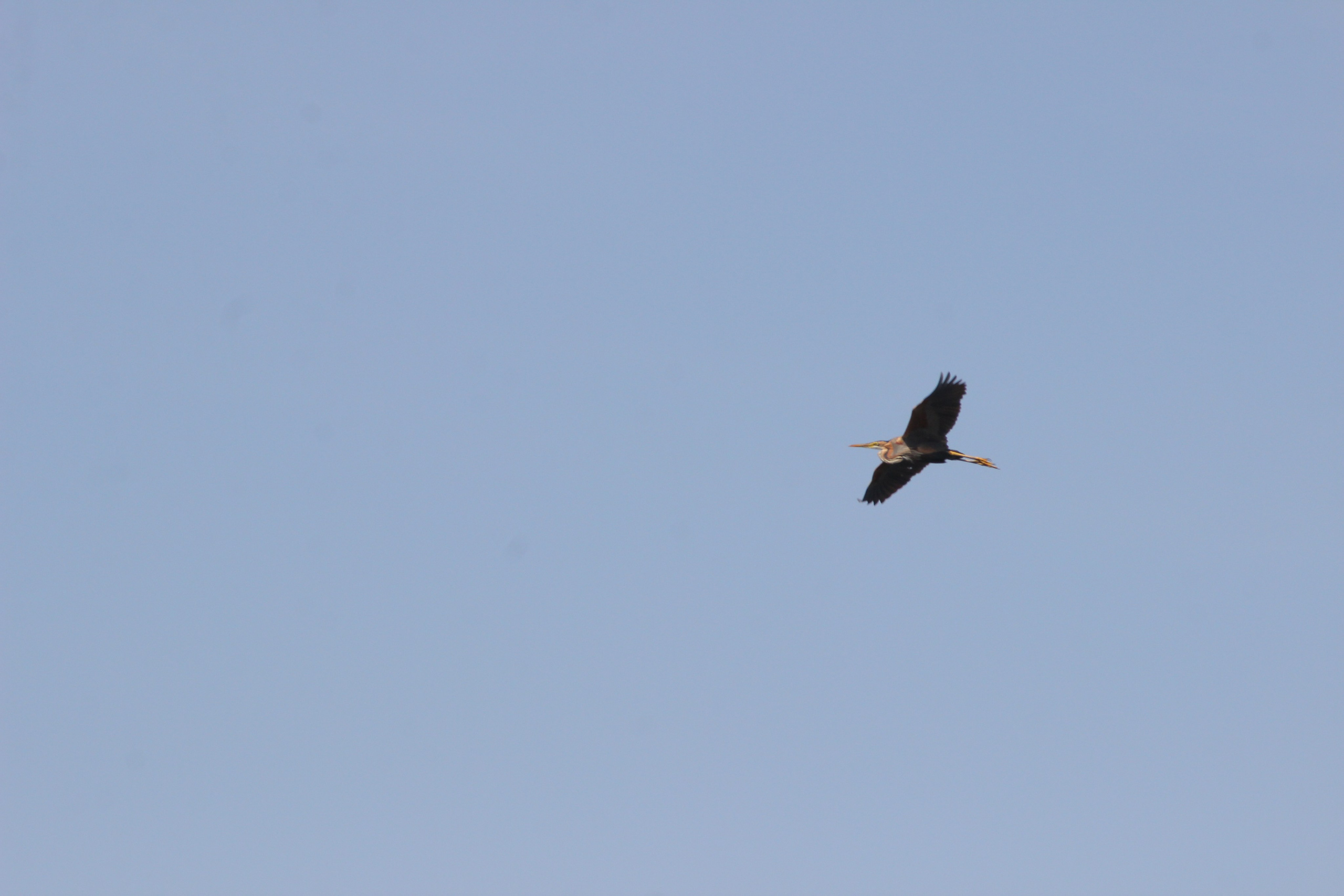 Первенство по сёрфингу, 1 июня. Фотокрыжовник. Снимаем, дружим, путешествуем