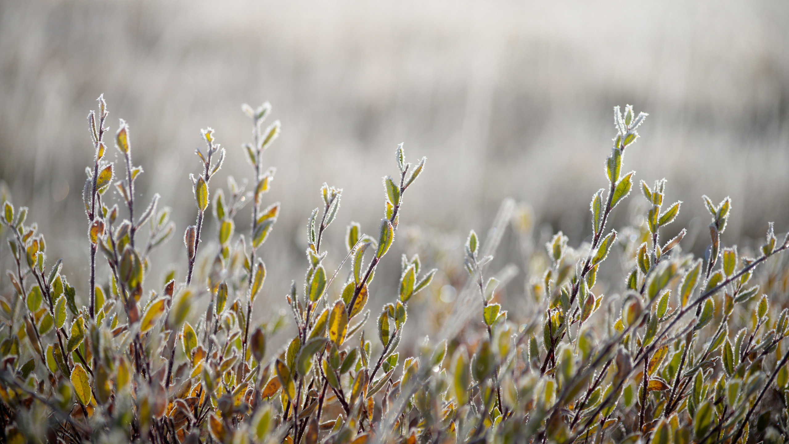 Путешествие по южному Алтаю. Семоха Валерий. Фотограф