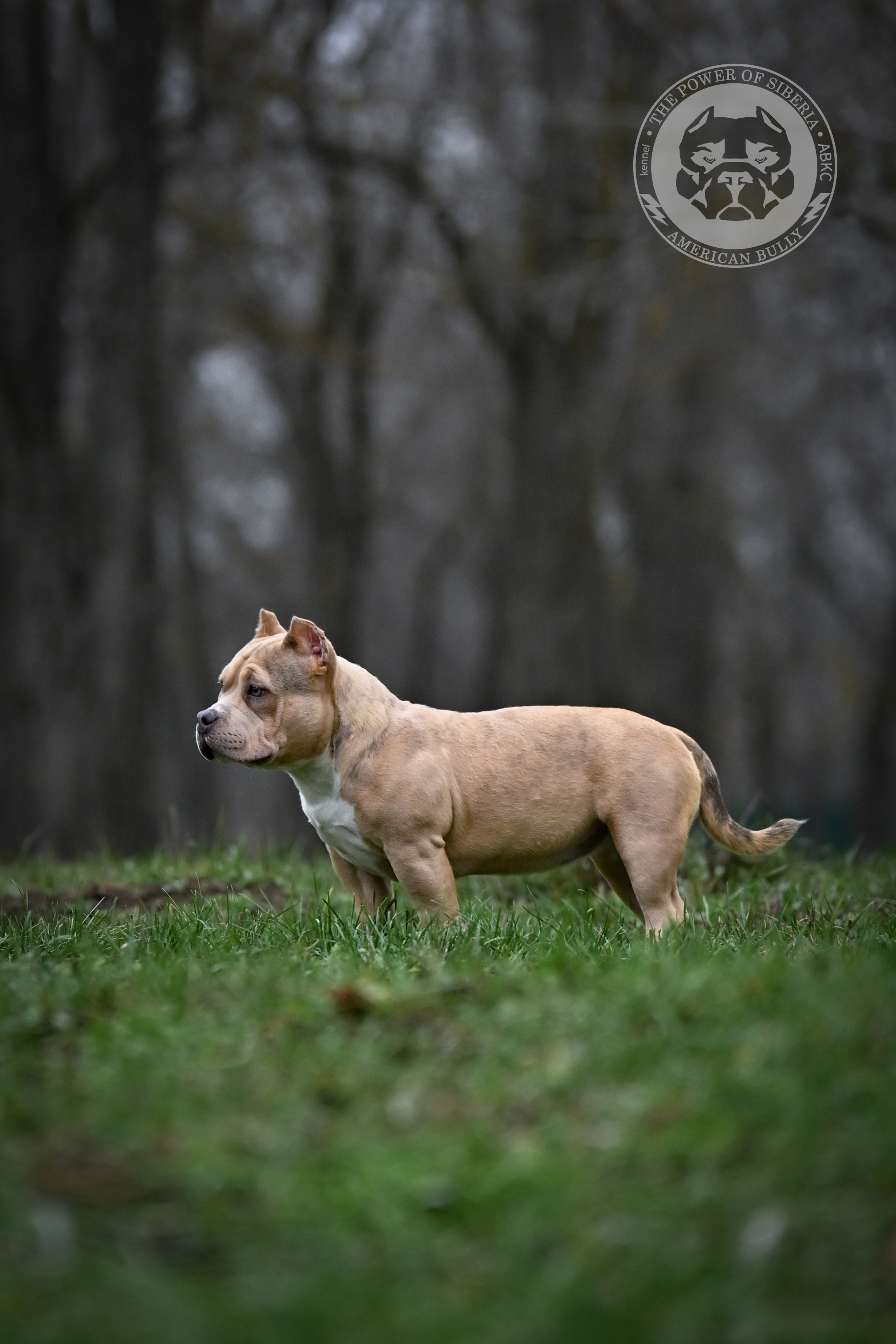 Все свободные щенки. Американский Булли в г. Ростов-на-Дону. Питомник THE POWER OF SIBERIA
