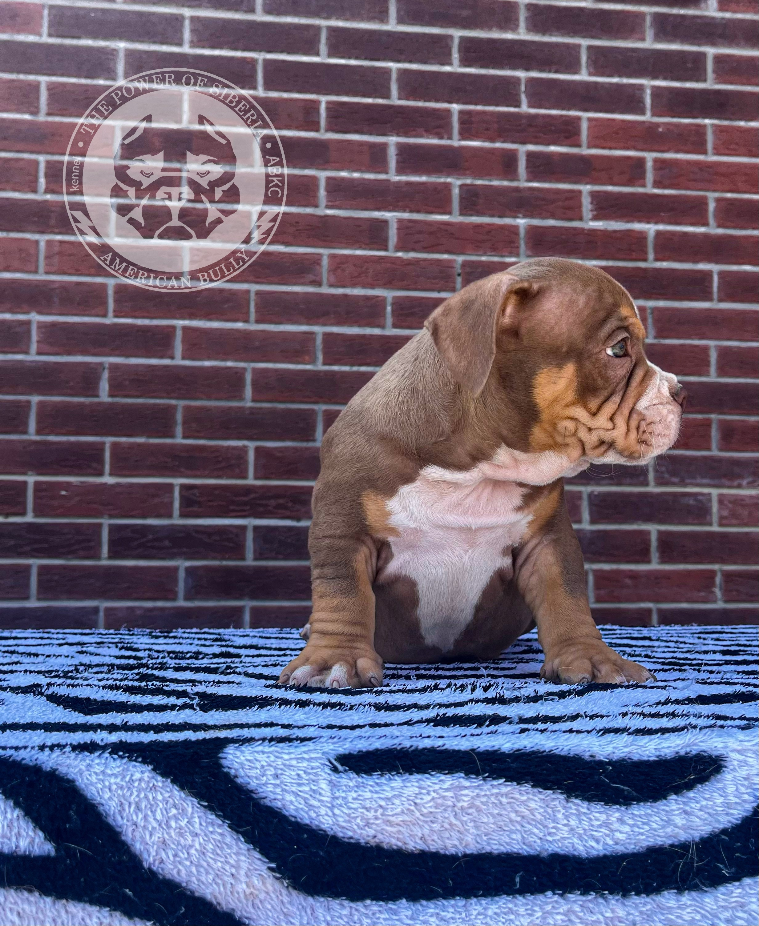 Помет Каспер и Асти. 13.04.25. Американский Булли в г. Ростов-на-Дону. Питомник THE POWER OF SIBERIA