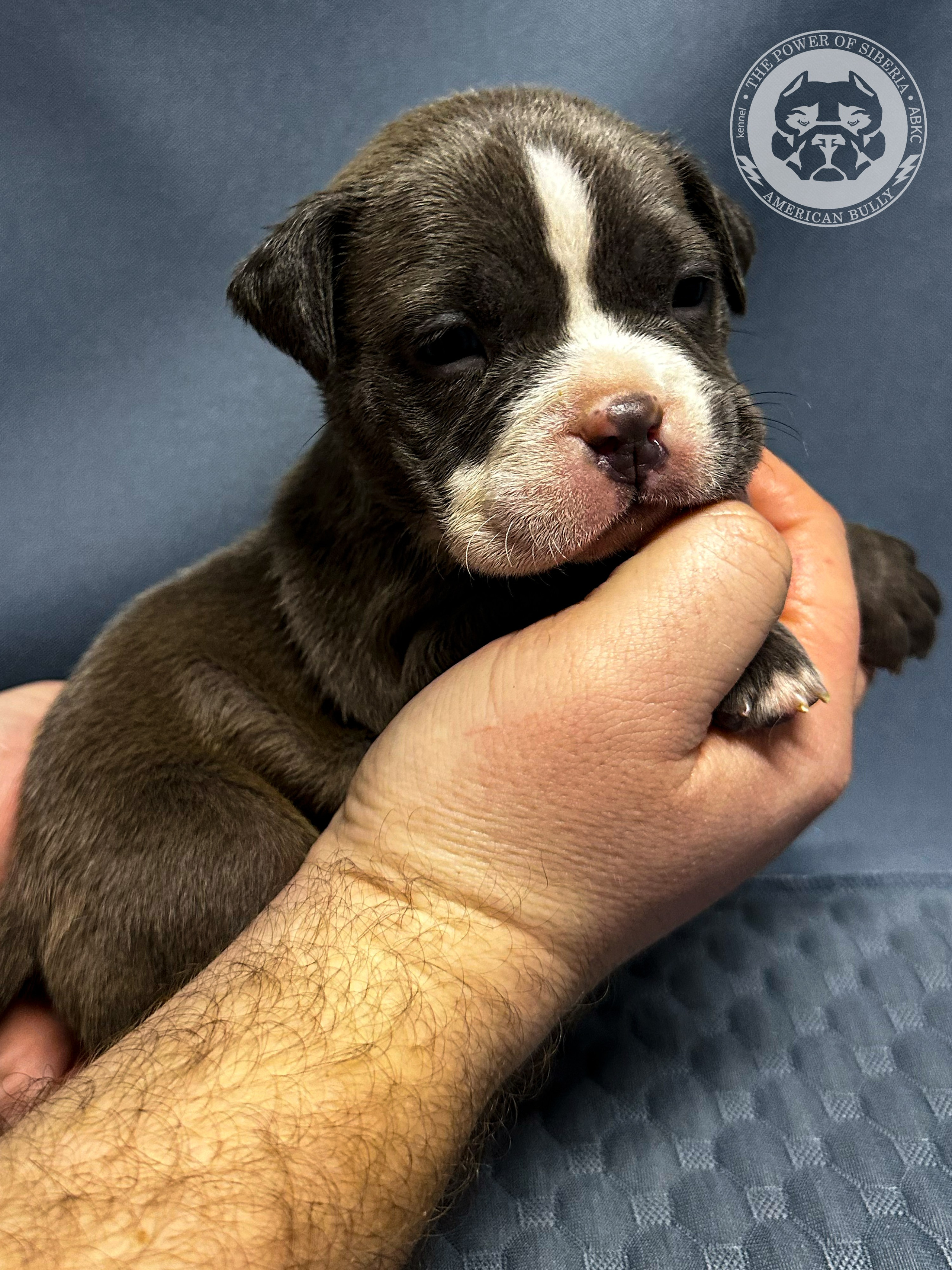 Все свободные щенки. Американский Булли в г. Ростов-на-Дону. Питомник THE POWER OF SIBERIA