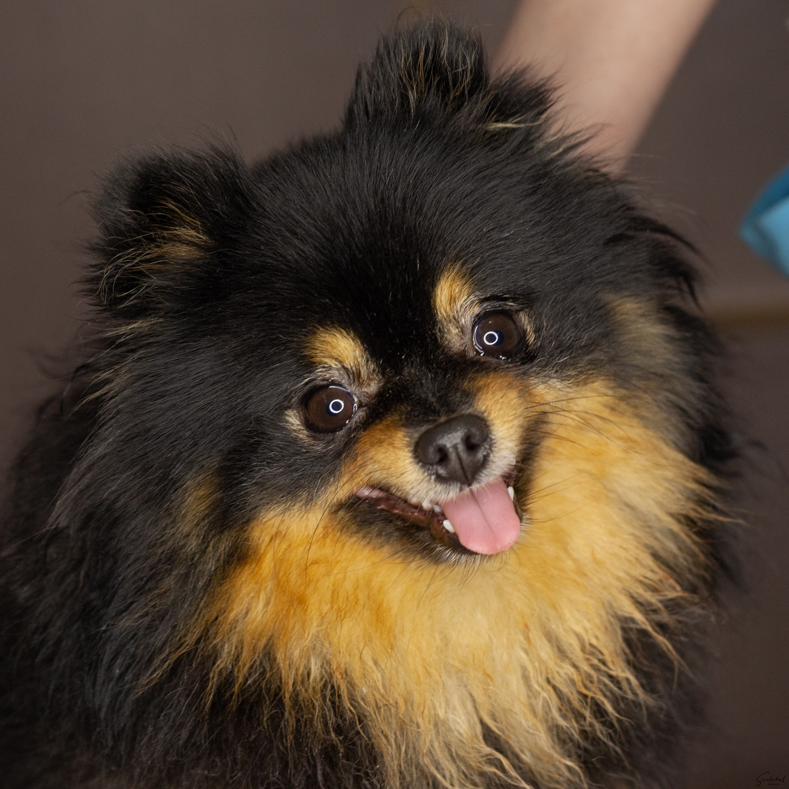 Собаки в домашних условиях. Slavilada-Лапки. Свет. Любовь… Профессиональная фотосессия питомцев Для памяти, пристройства и продажи. Хабаровск