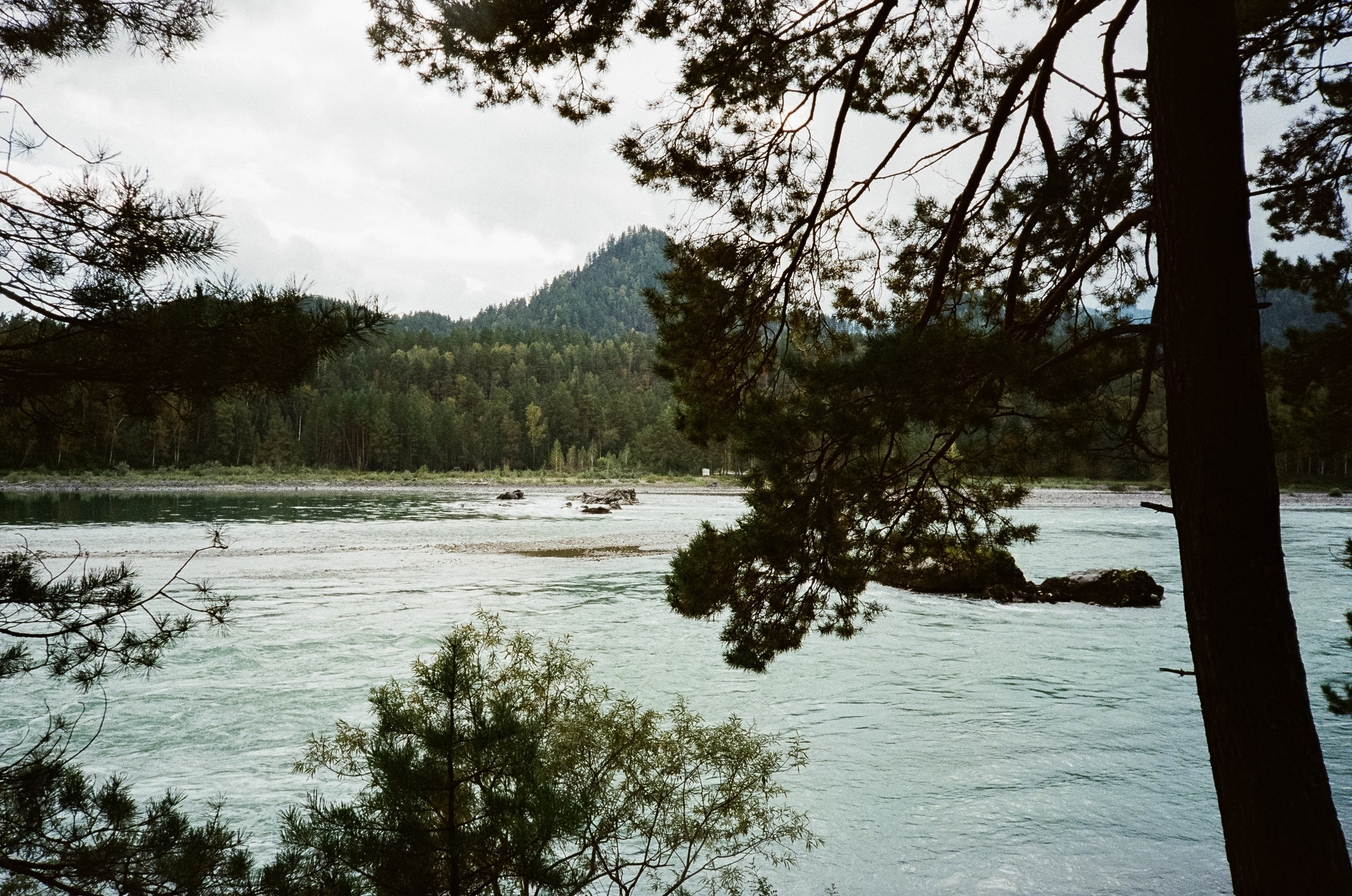 Катунь и сосны на базе Беррель. Ботанический сад. Фотограф-документалист Мария Осокина