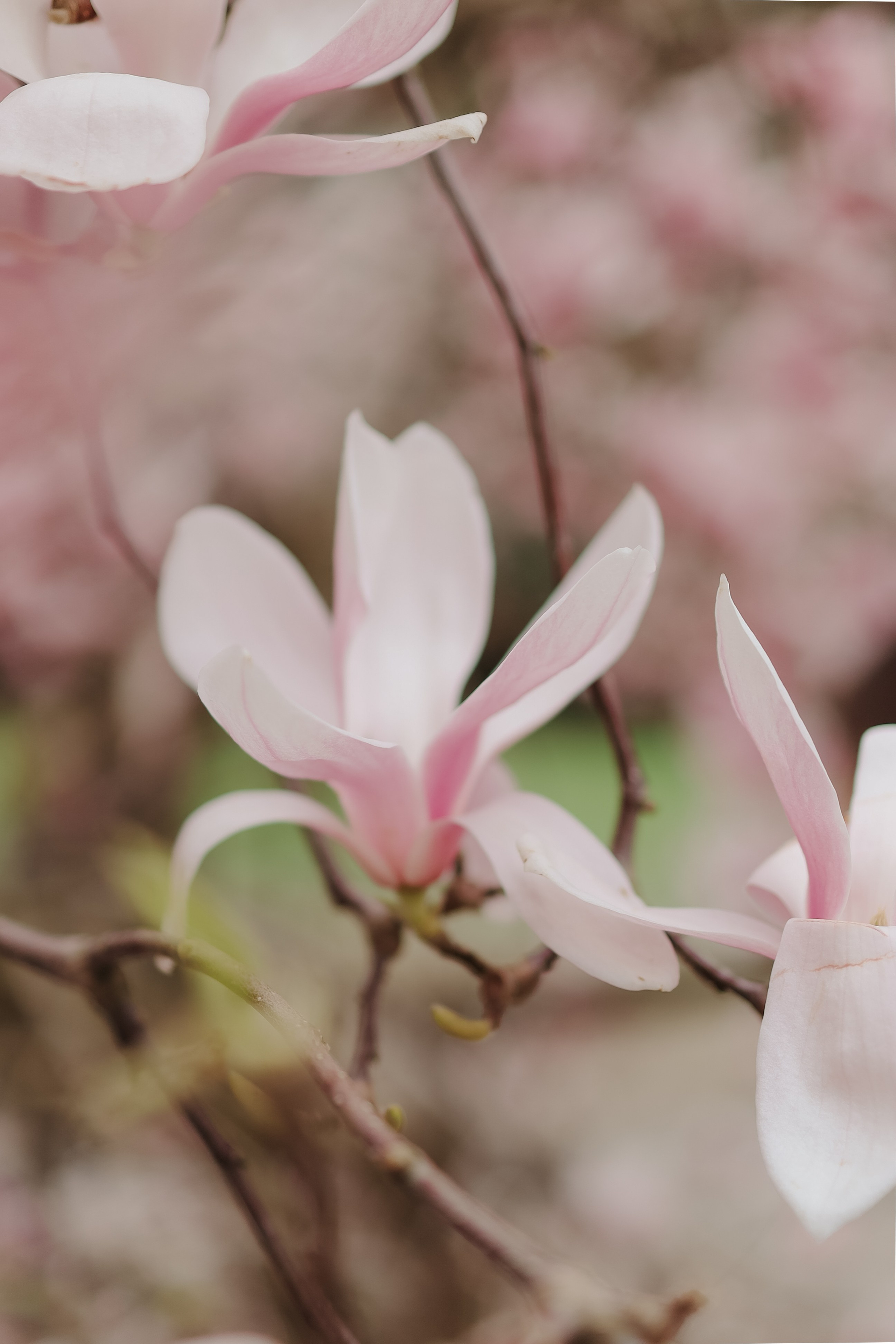 Свадебные съемки. Свадебный и портретный фотограф в Москве Даша Бондарева