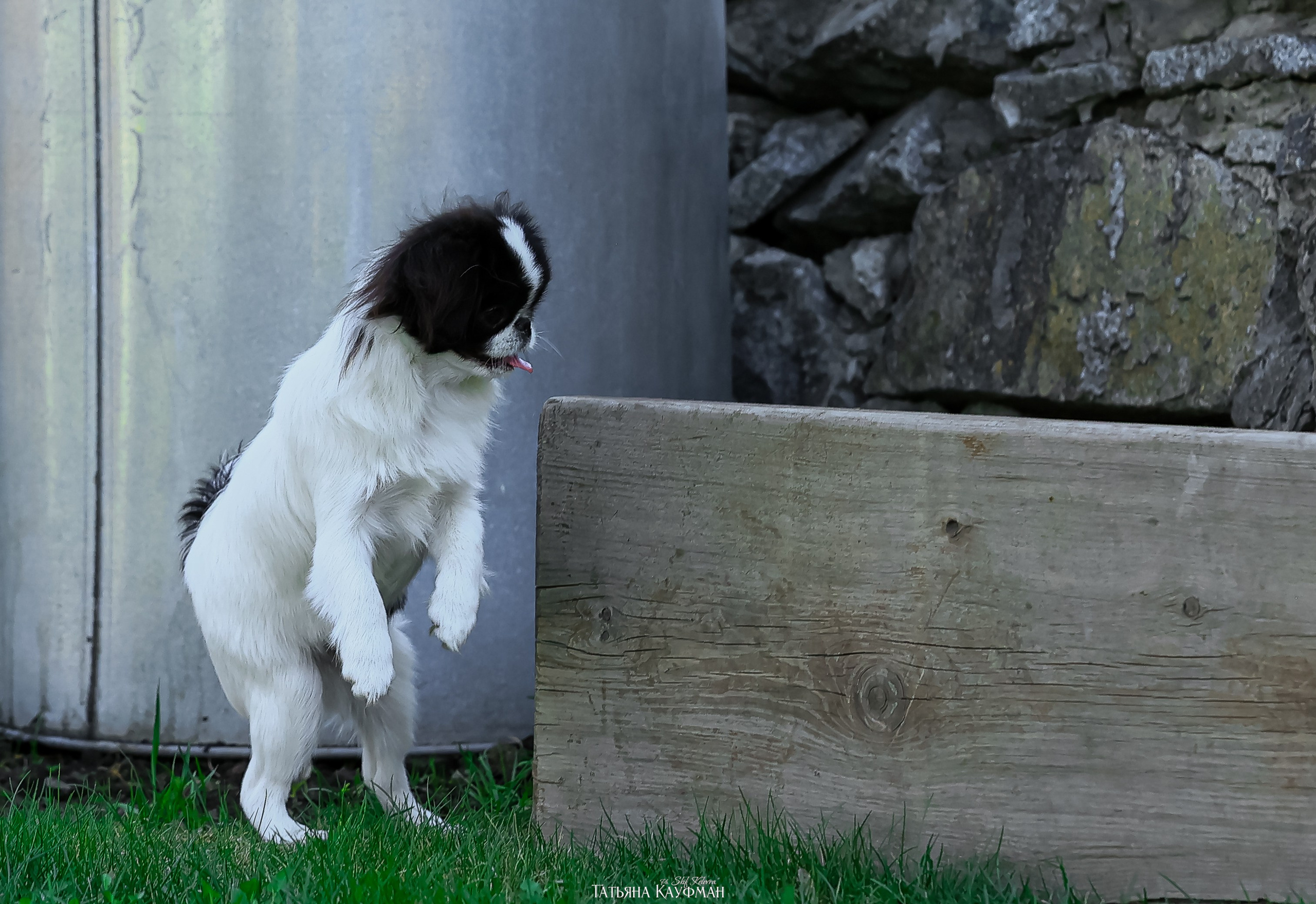 Японский хин, фотография японский хин, собака в цветах, красивая собака, фотограф анималист, фотокурс Анималистика, научиться фотографировать собак, фотограф Новосибирск
