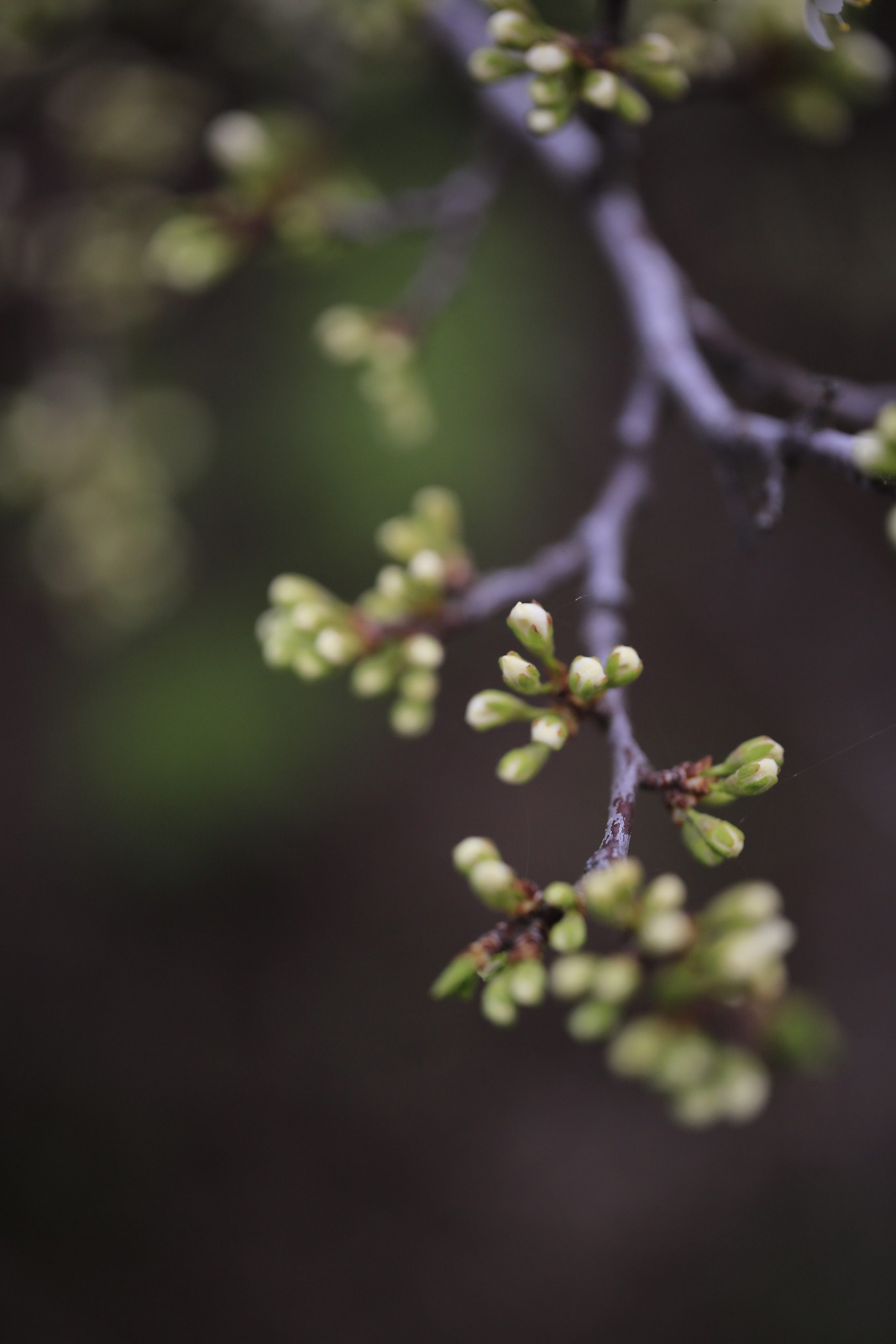 Green. Фотограф Олеся Кавлакан