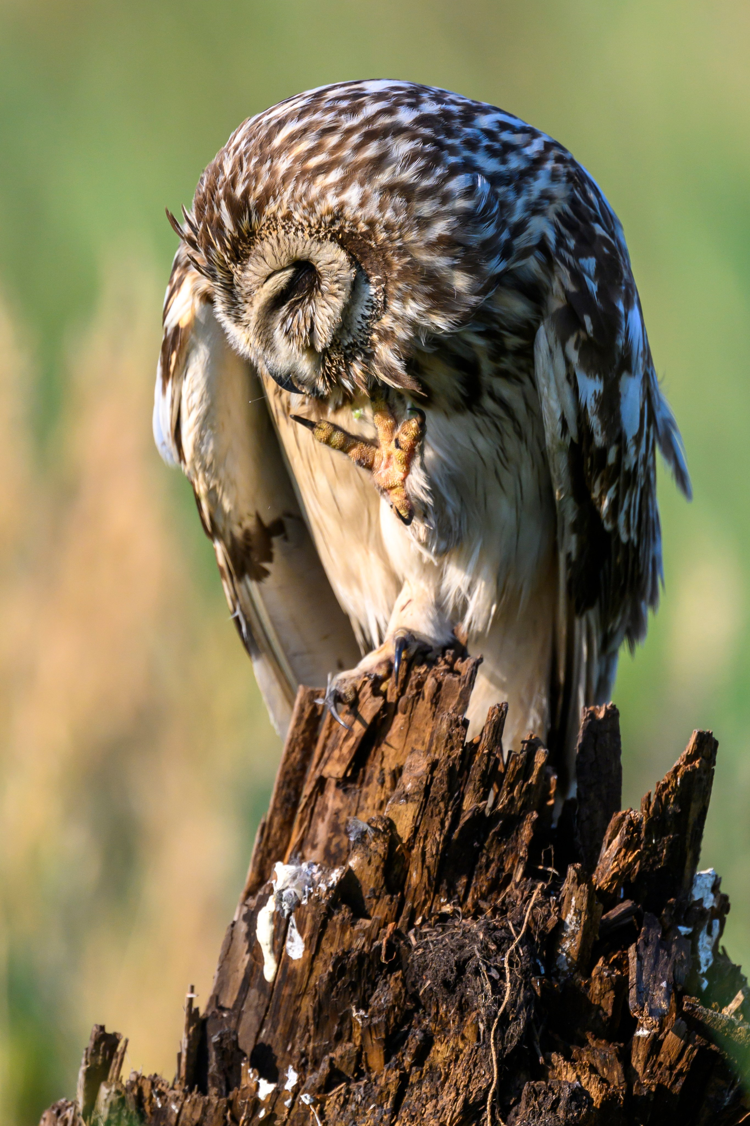 Совы умеют улыбаться. Owl can smile. Wildlife photography by Sergey Puponin