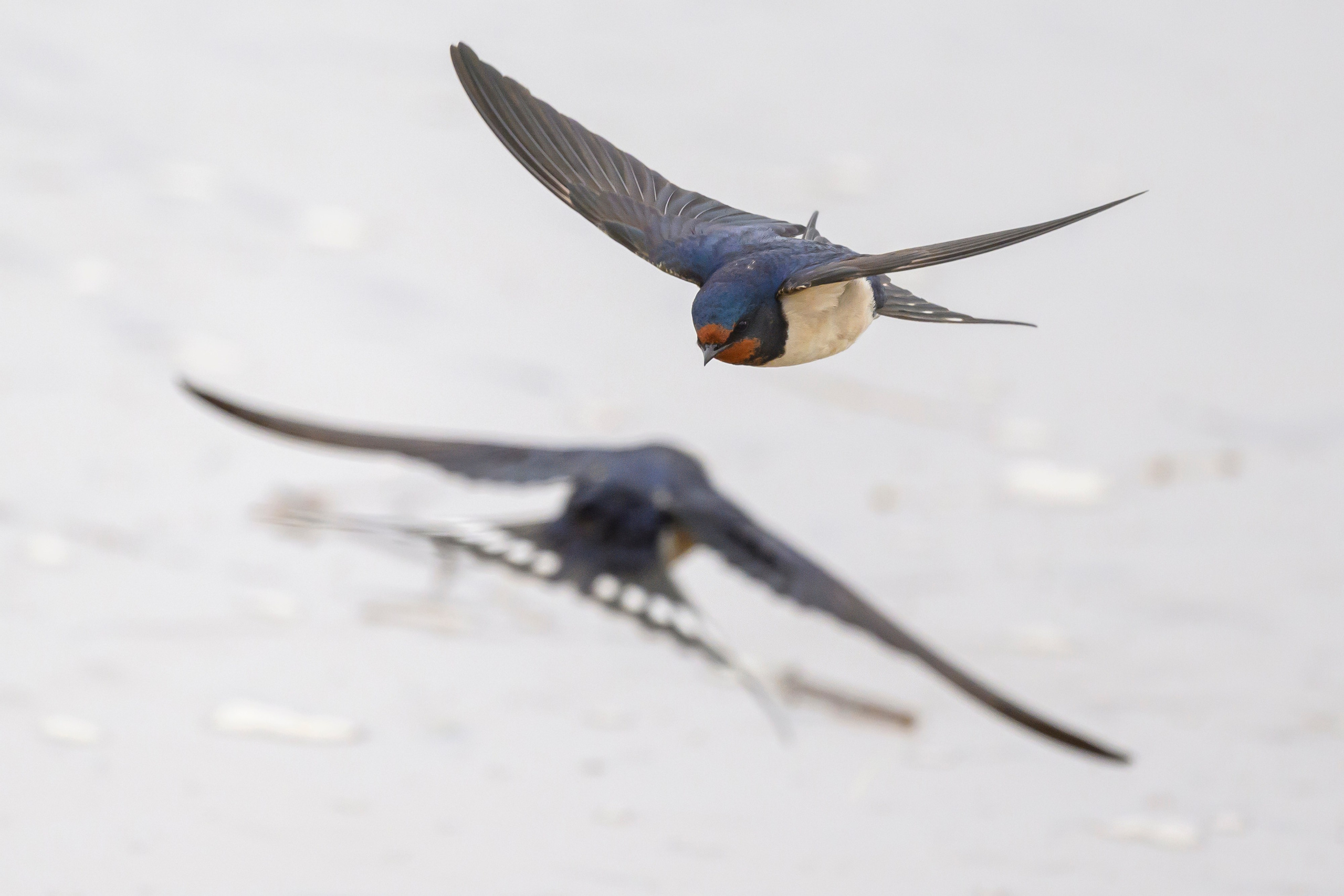 Снегопад. Wildlife photography by Sergey Puponin