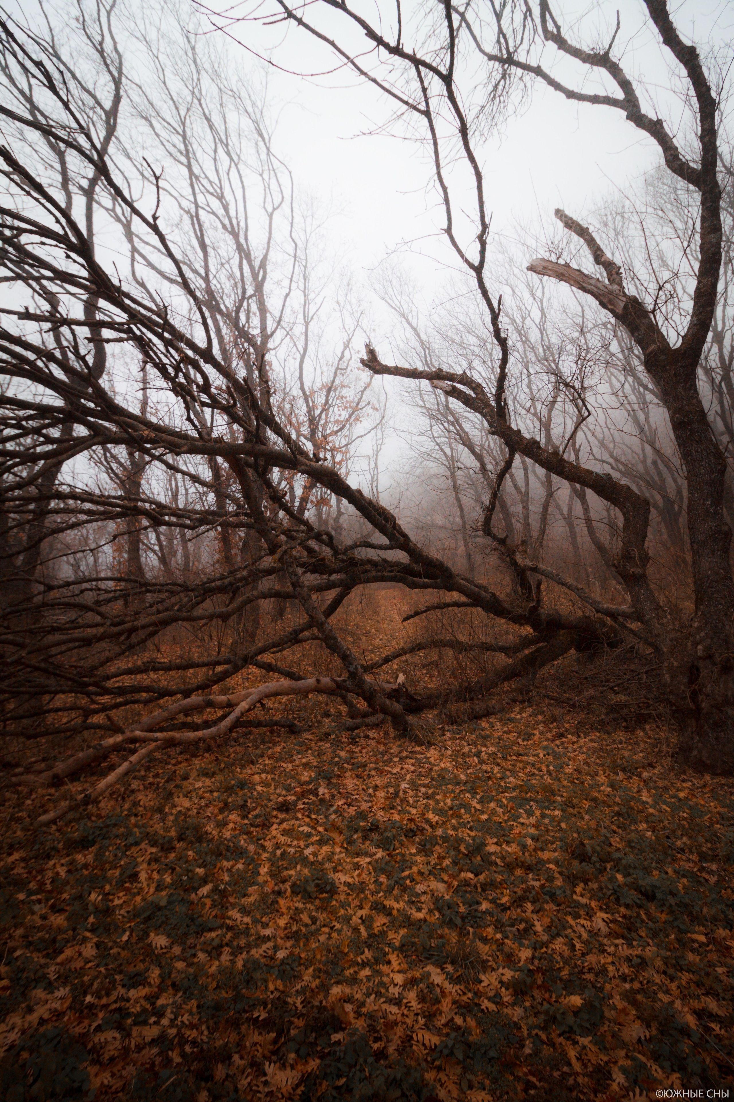 Лес у подножия горы Бештау. Пейзажный и архитектурный фотограф юга России