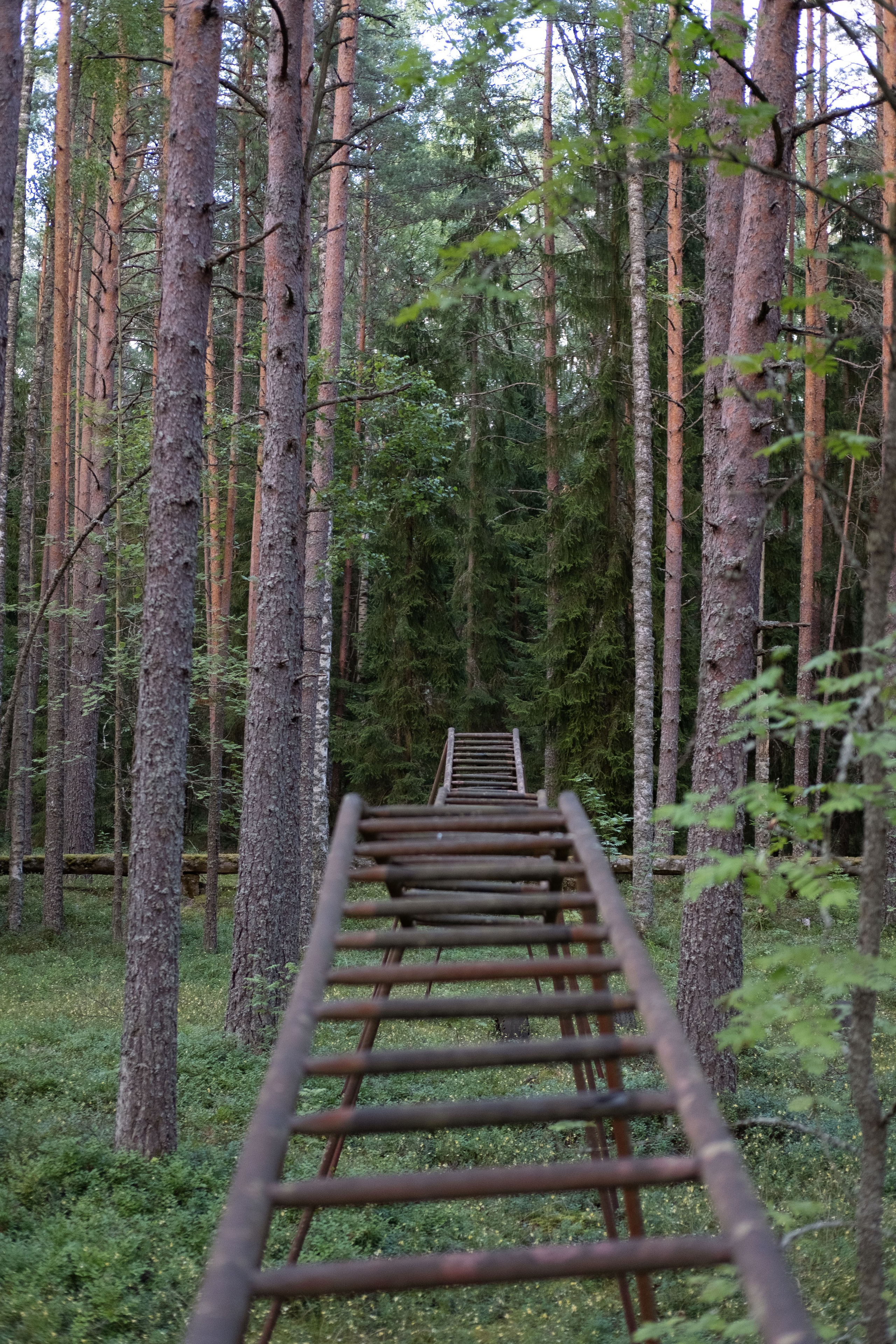 Вечное лето. Курочкина Софья