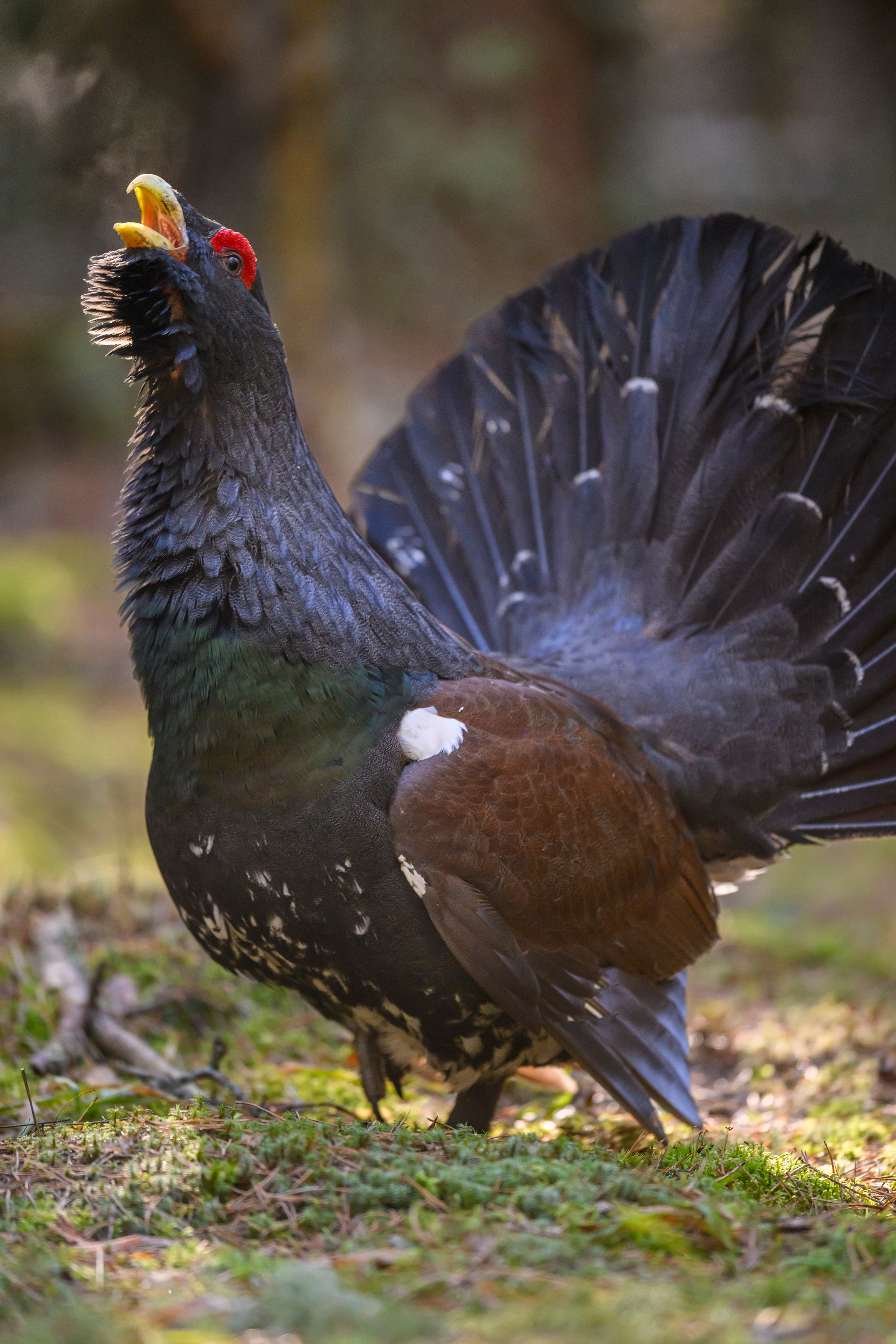 Глухарь / Wood grouse. Фотограф Сергей Пупонин
