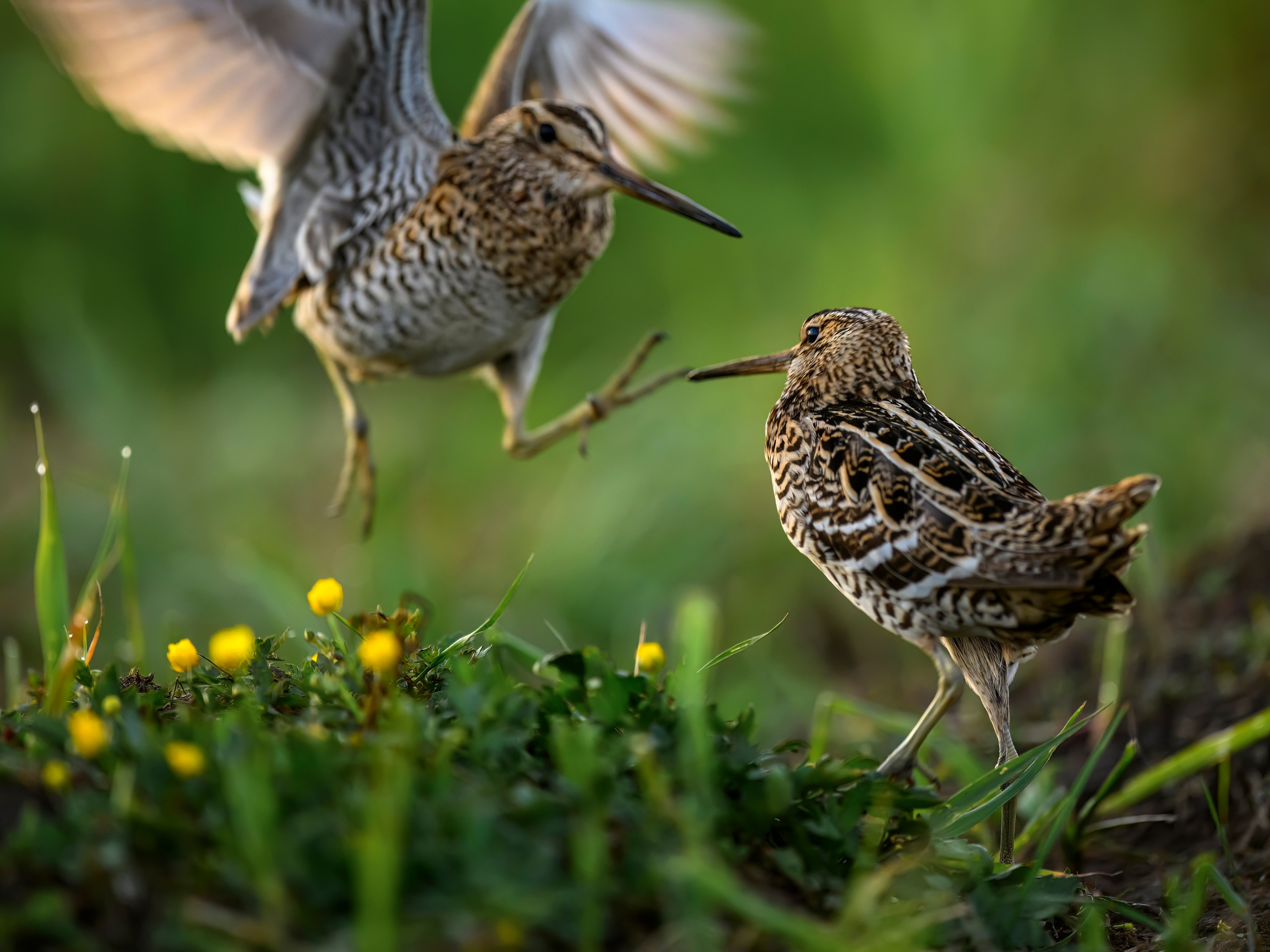 Дупелиный ток: настоящие гусары!. Фотограф Сергей Пупонин