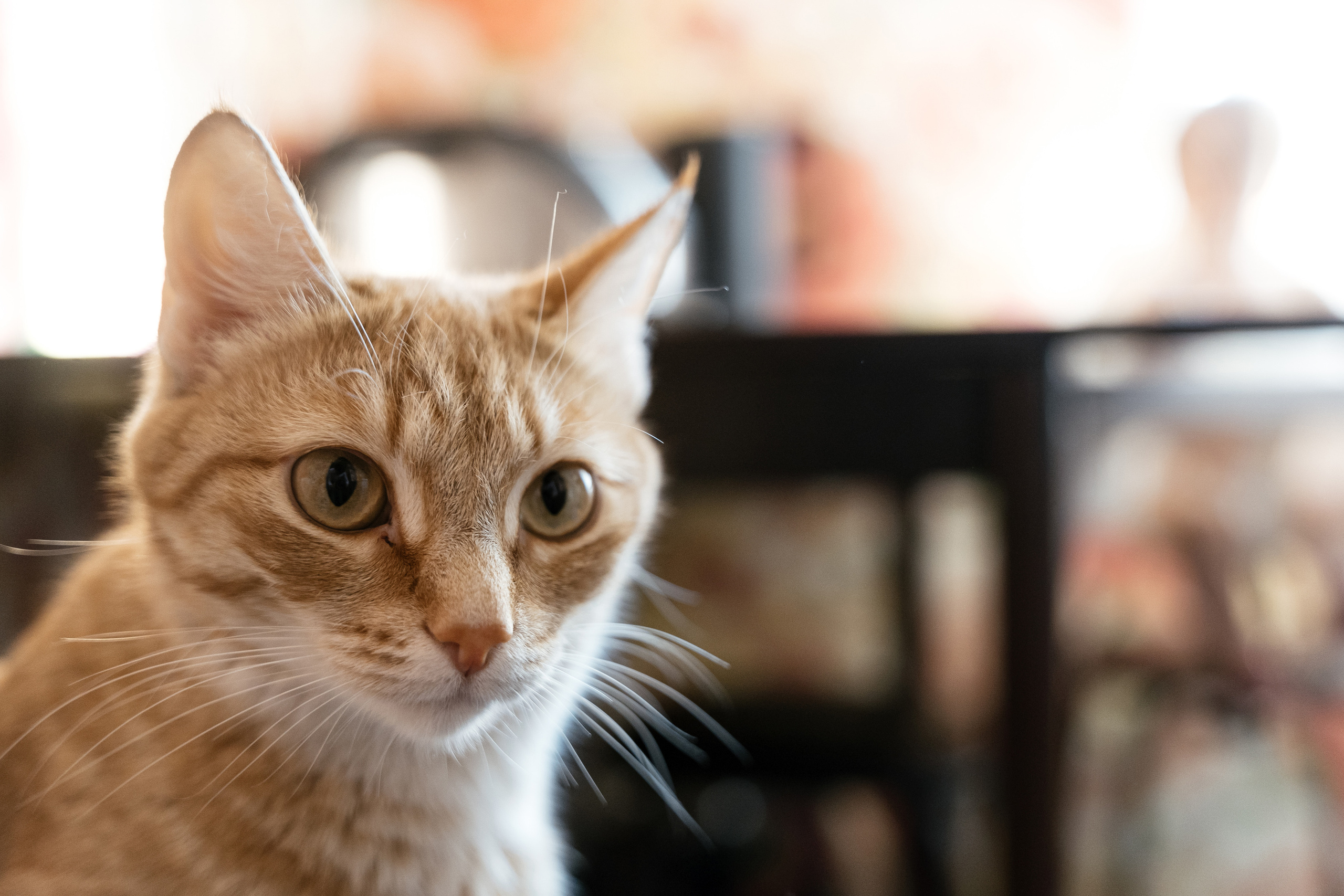 Домашний праздник. Фотограф Томск, Новосибирск Влад Свириденко