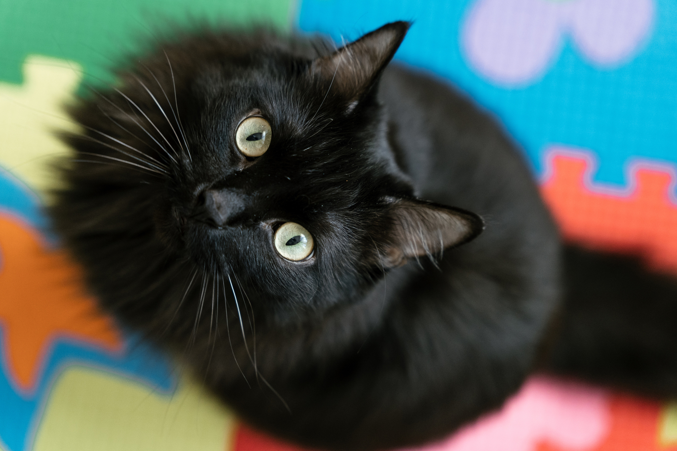 Домашний праздник. Фотограф Томск, Новосибирск Влад Свириденко