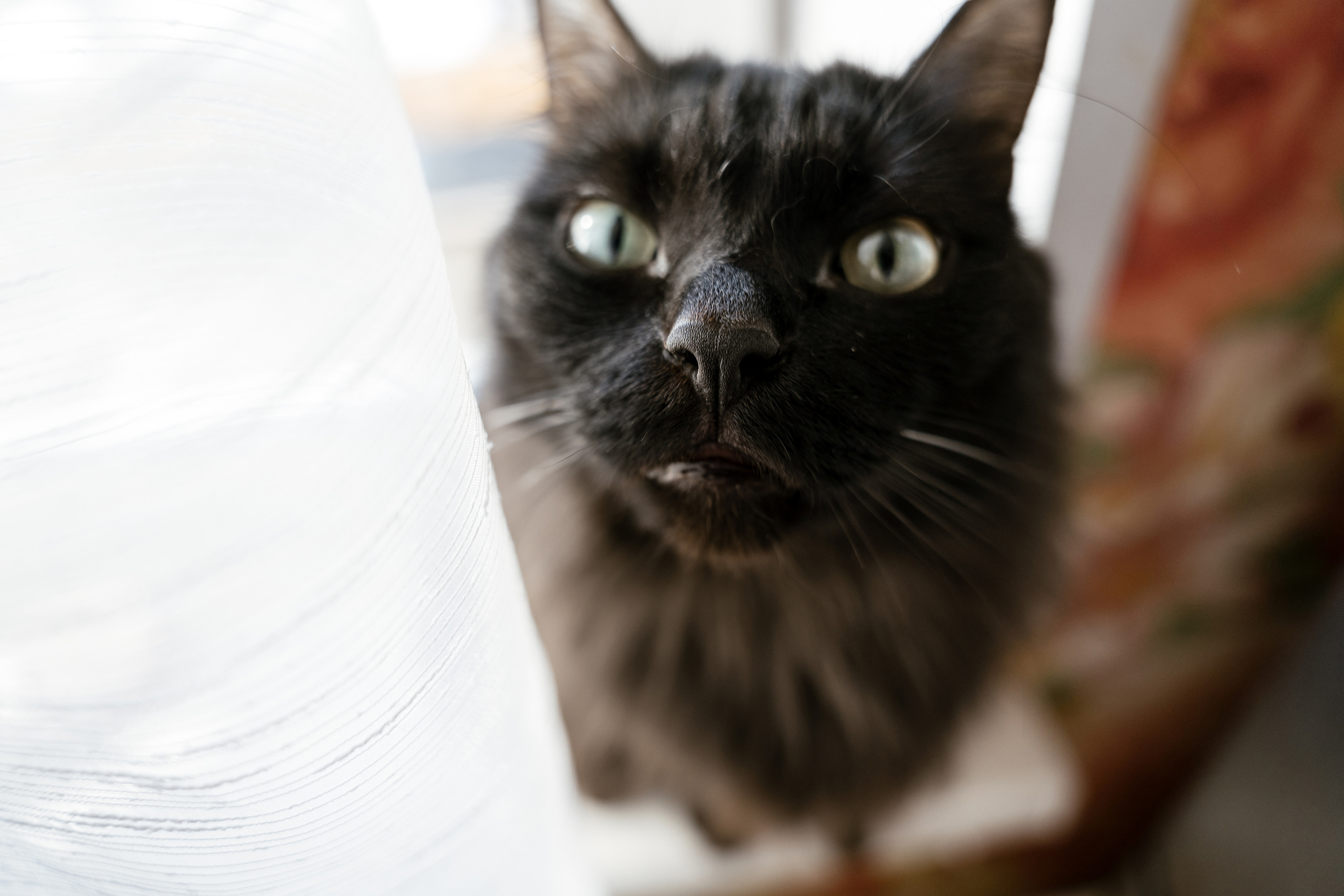 Домашний праздник. Фотограф Томск, Новосибирск Влад Свириденко