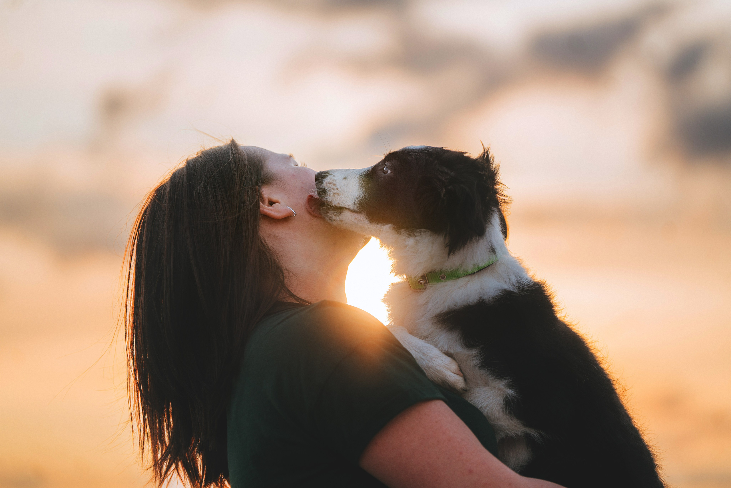 Фотосессия со щенками колли. Фотограф анималист в Спб недорого Олеся Майорова