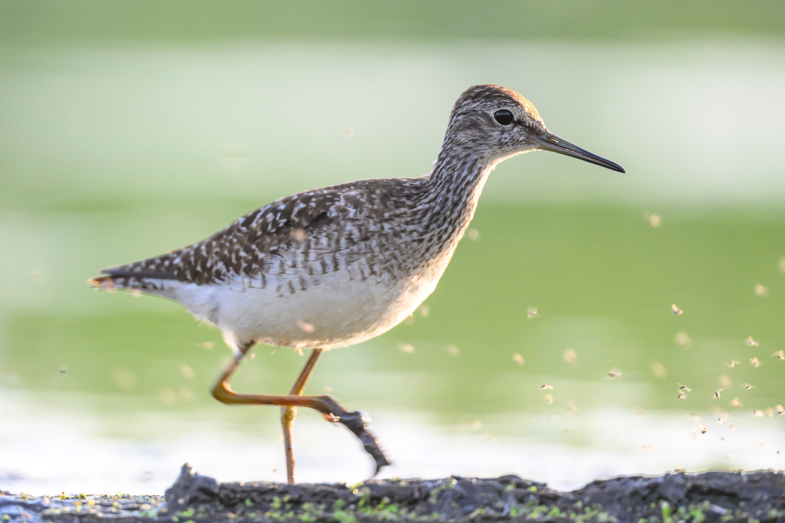 Поручейники и щеголь. Wildlife photography by Sergey Puponin