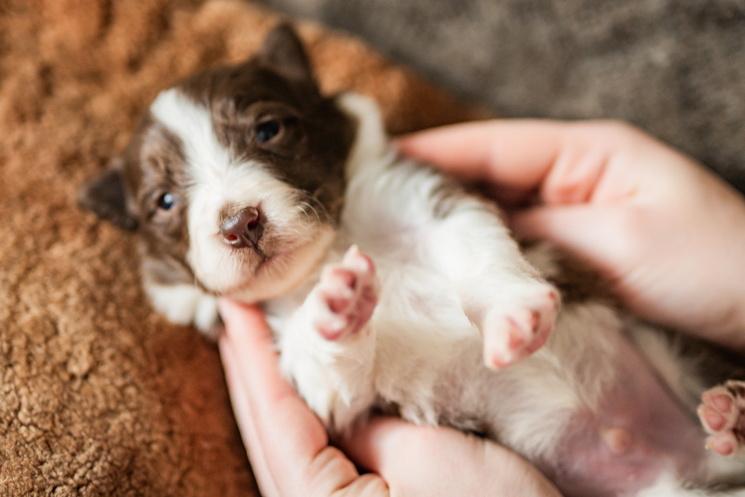 Фритсвит. Семейный фотограф Ефремова Виктория