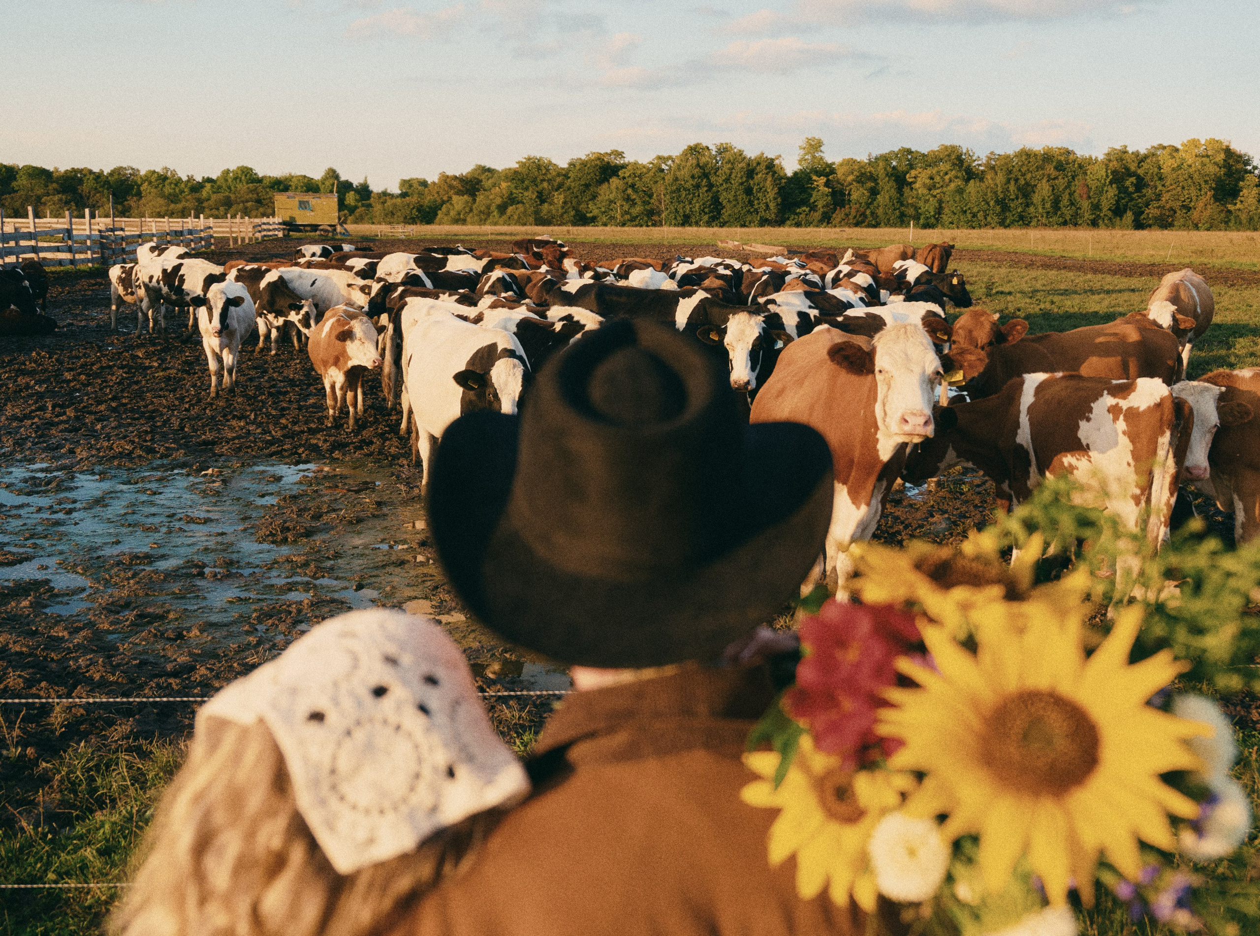съемка лавстори с коровами в стиле кантри