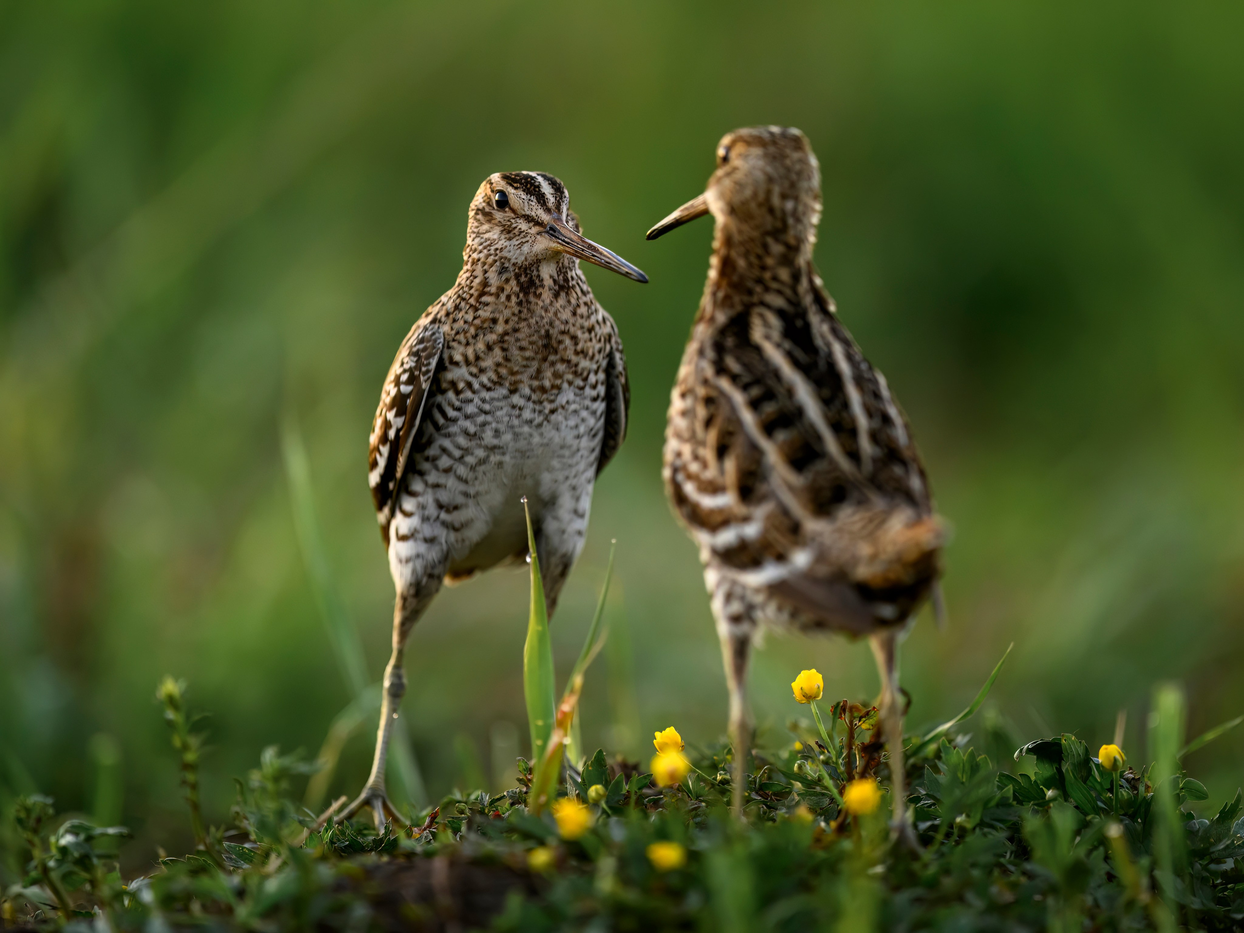 Дупелиный ток: настоящие гусары!. Фотограф Сергей Пупонин