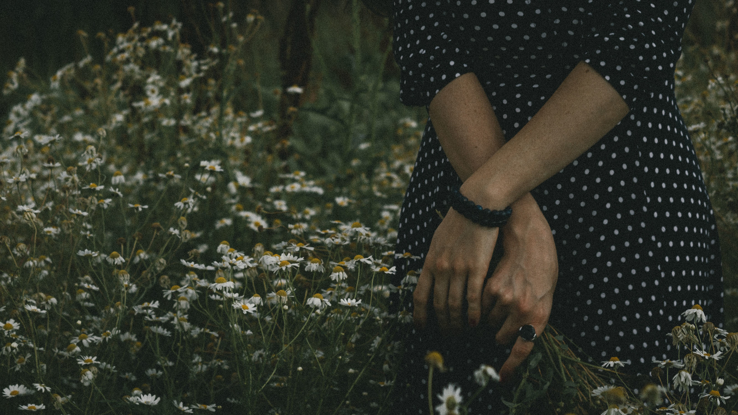 Chamomile|||. Екатерина Дымова. Фотограф. Автор проекта «Белый Ветер»