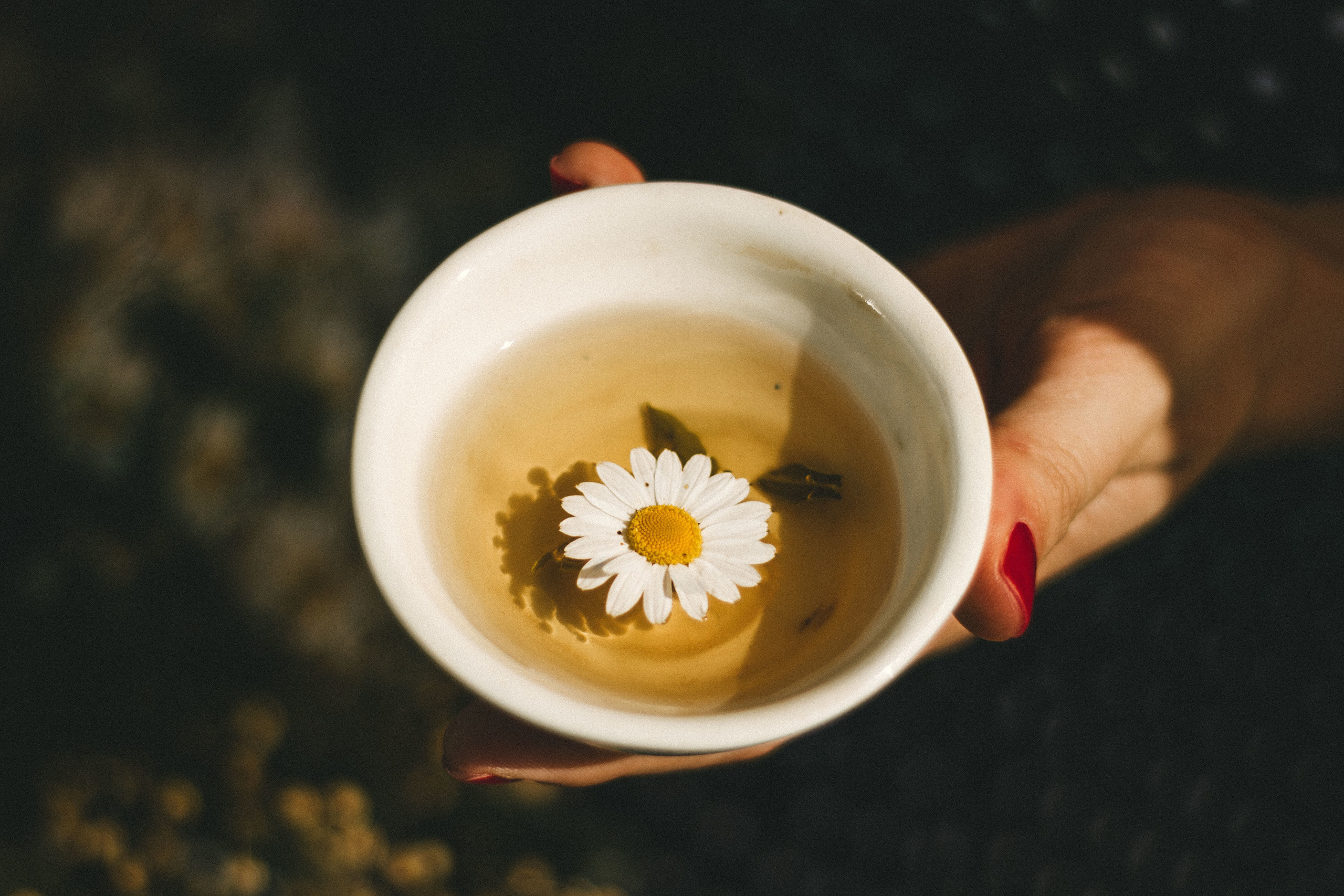 Chamomile|||. Екатерина Дымова. Фотограф. Автор проекта «Белый Ветер»