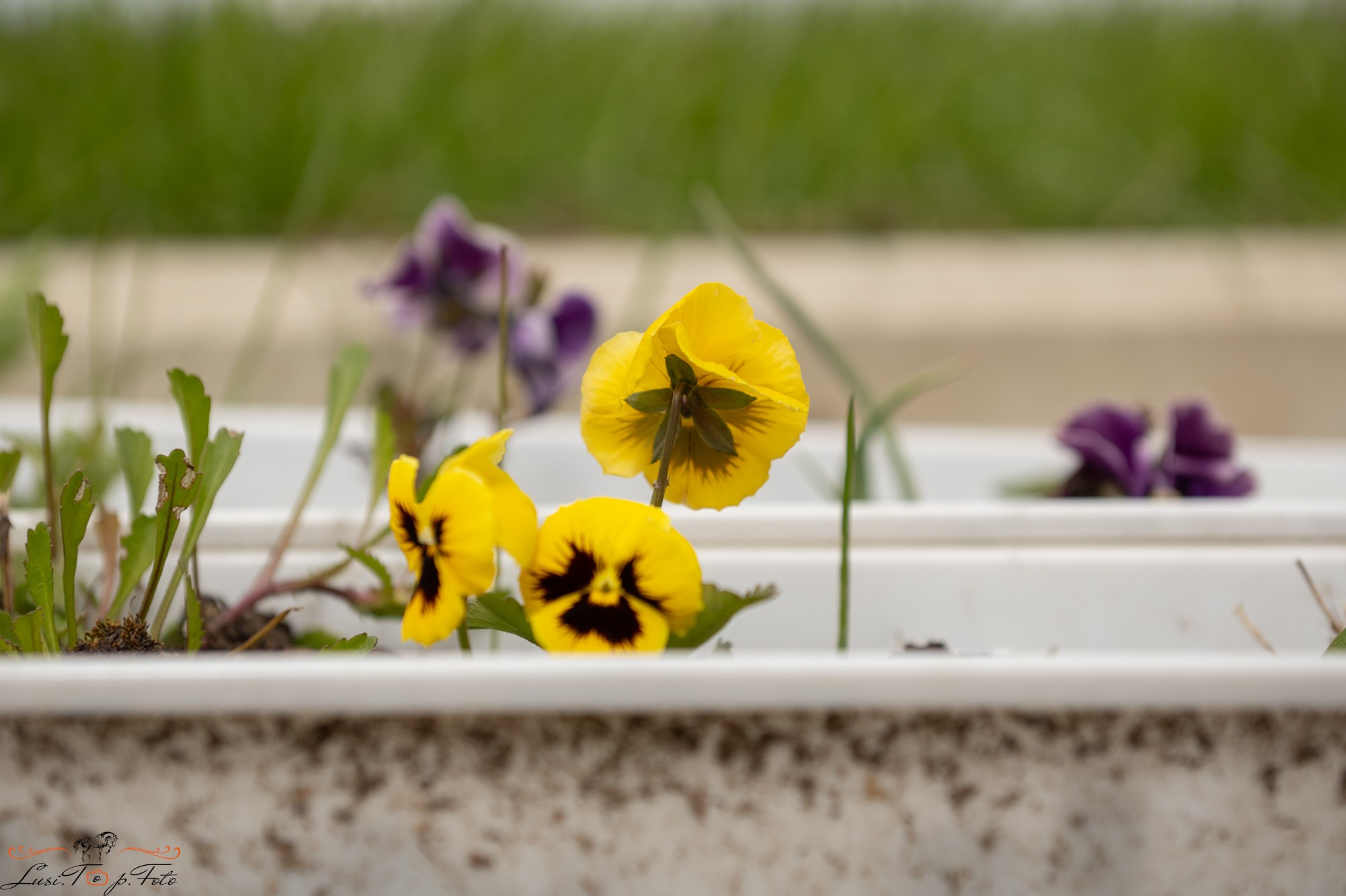 Кубок Победы конного Клуба EQUIPARK по выездке. Конный и фотограф с животными в Твери Топталова Люся