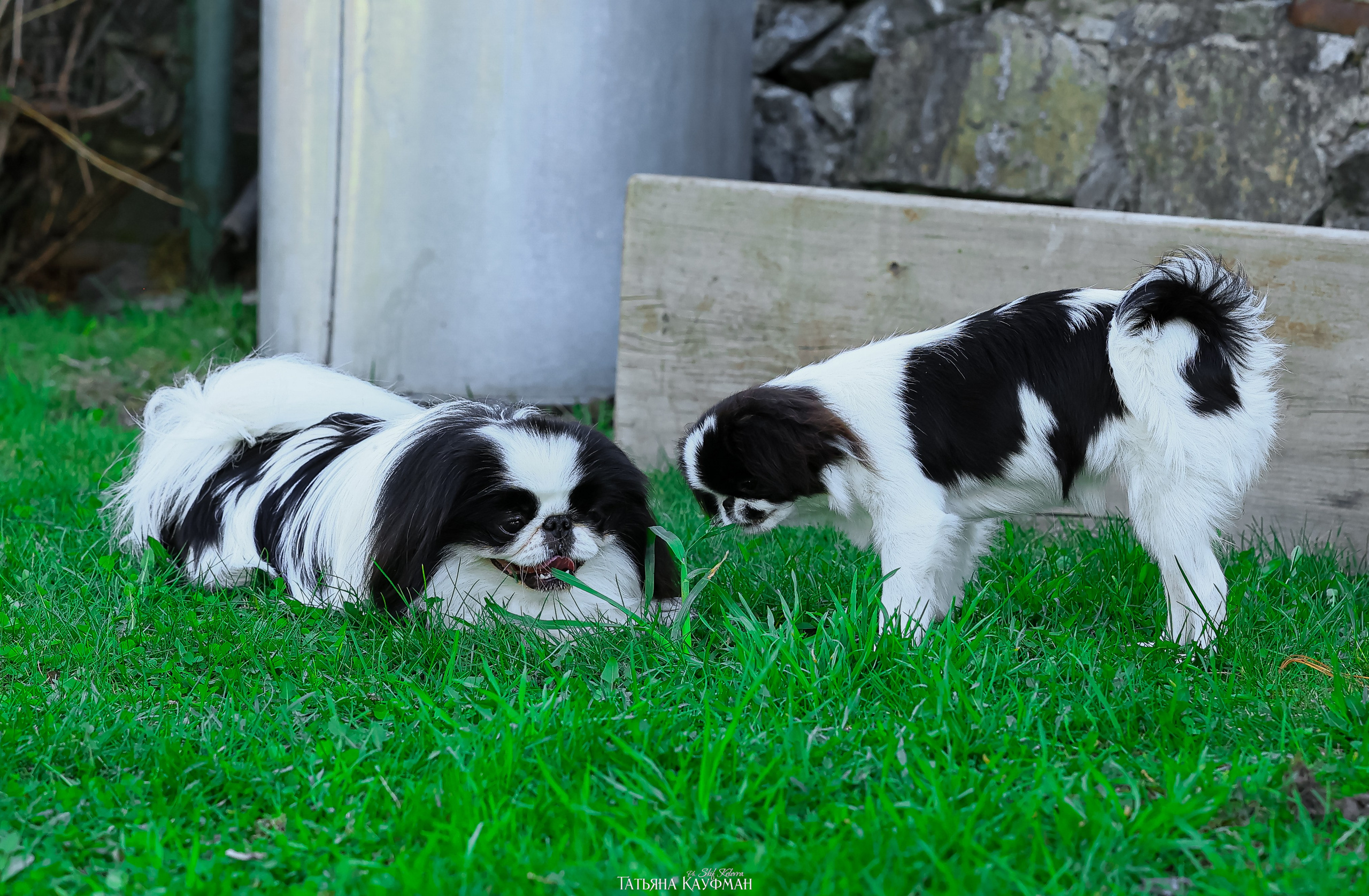Японский хин, фотография японский хин, собака в цветах, красивая собака, фотограф анималист, фотокурс Анималистика, научиться фотографировать собак, фотограф Новосибирск