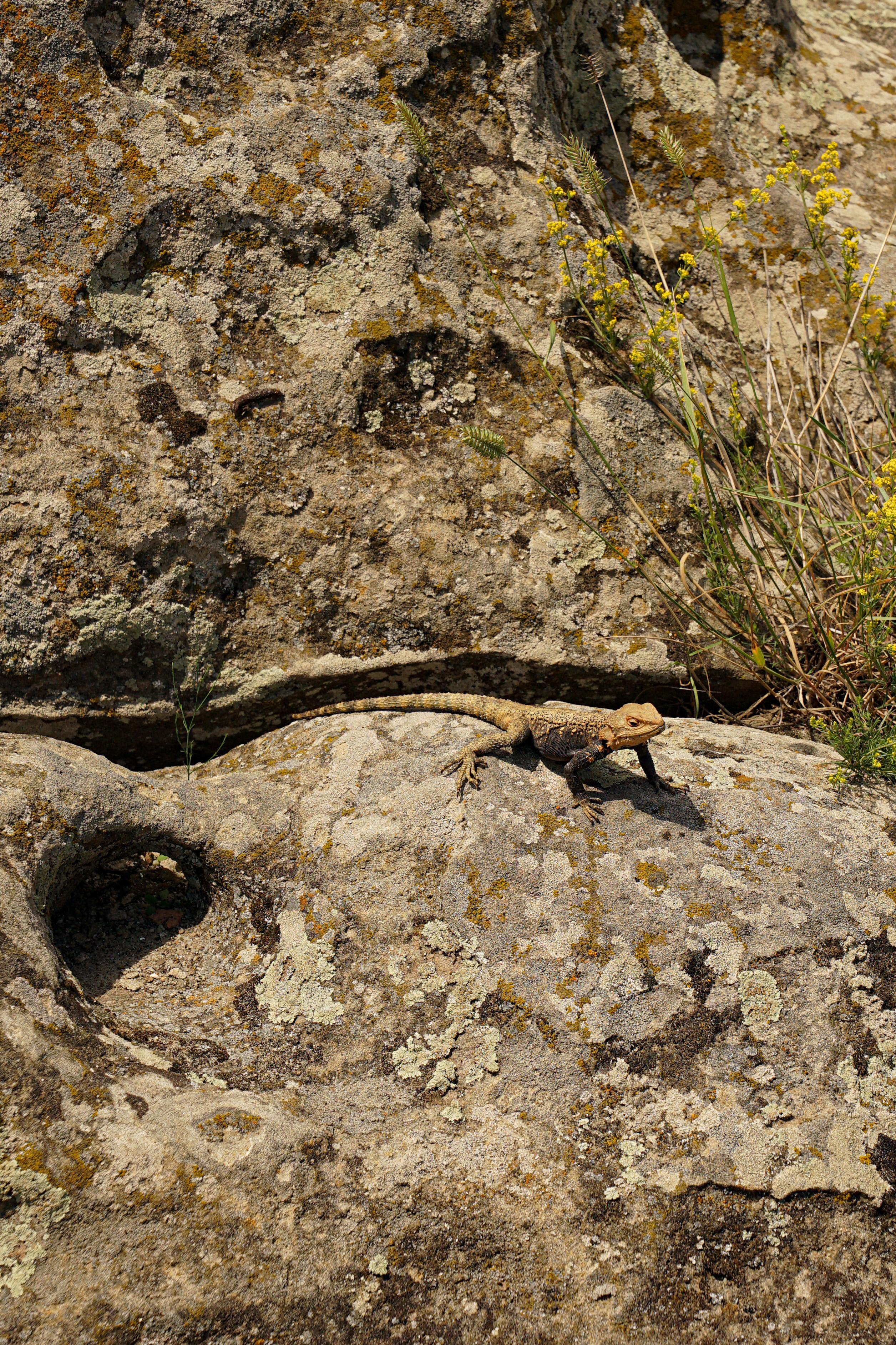 Georgia. Photograph and videograph in Israel