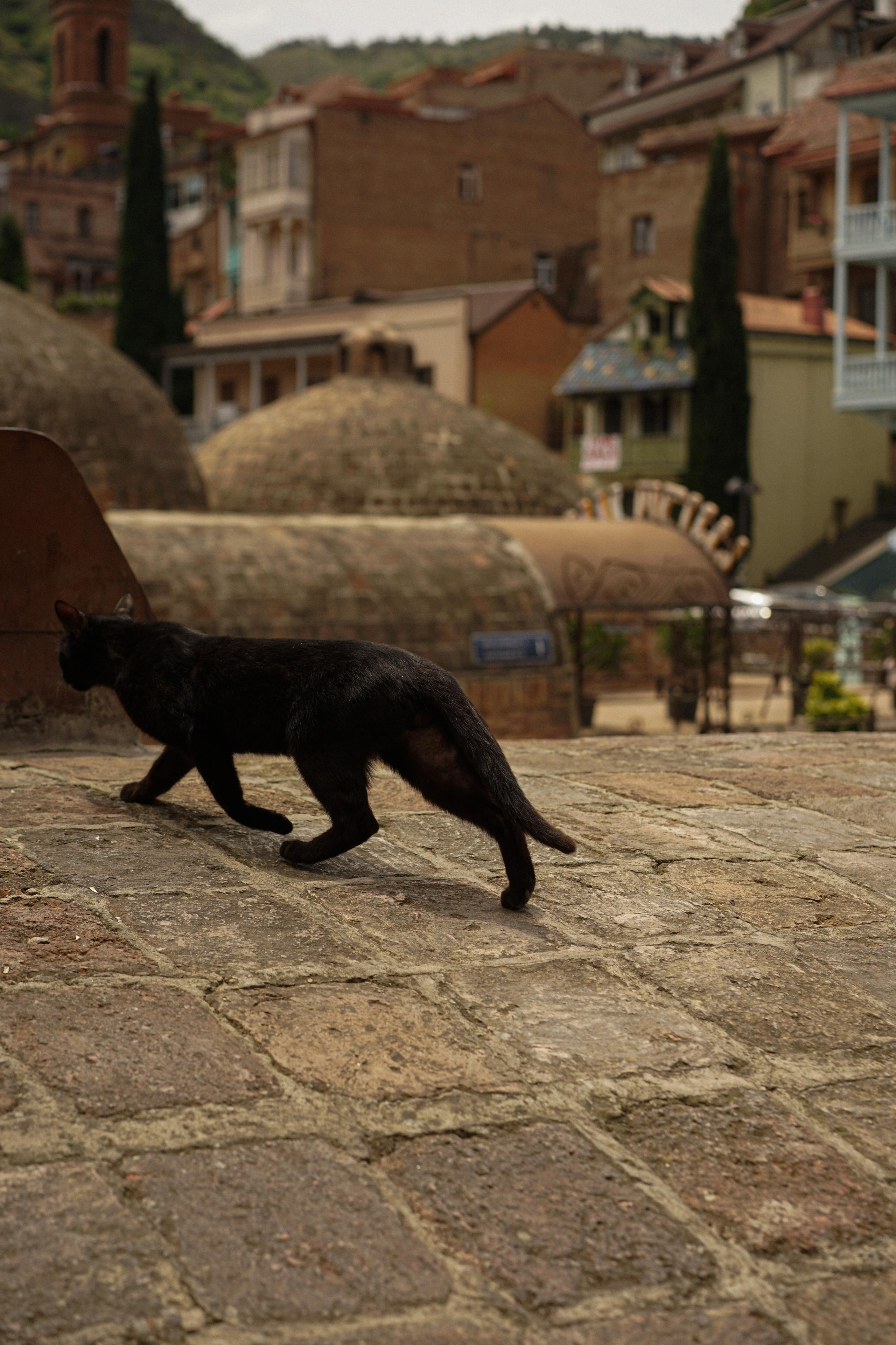 Georgia. Photograph and videograph in Israel