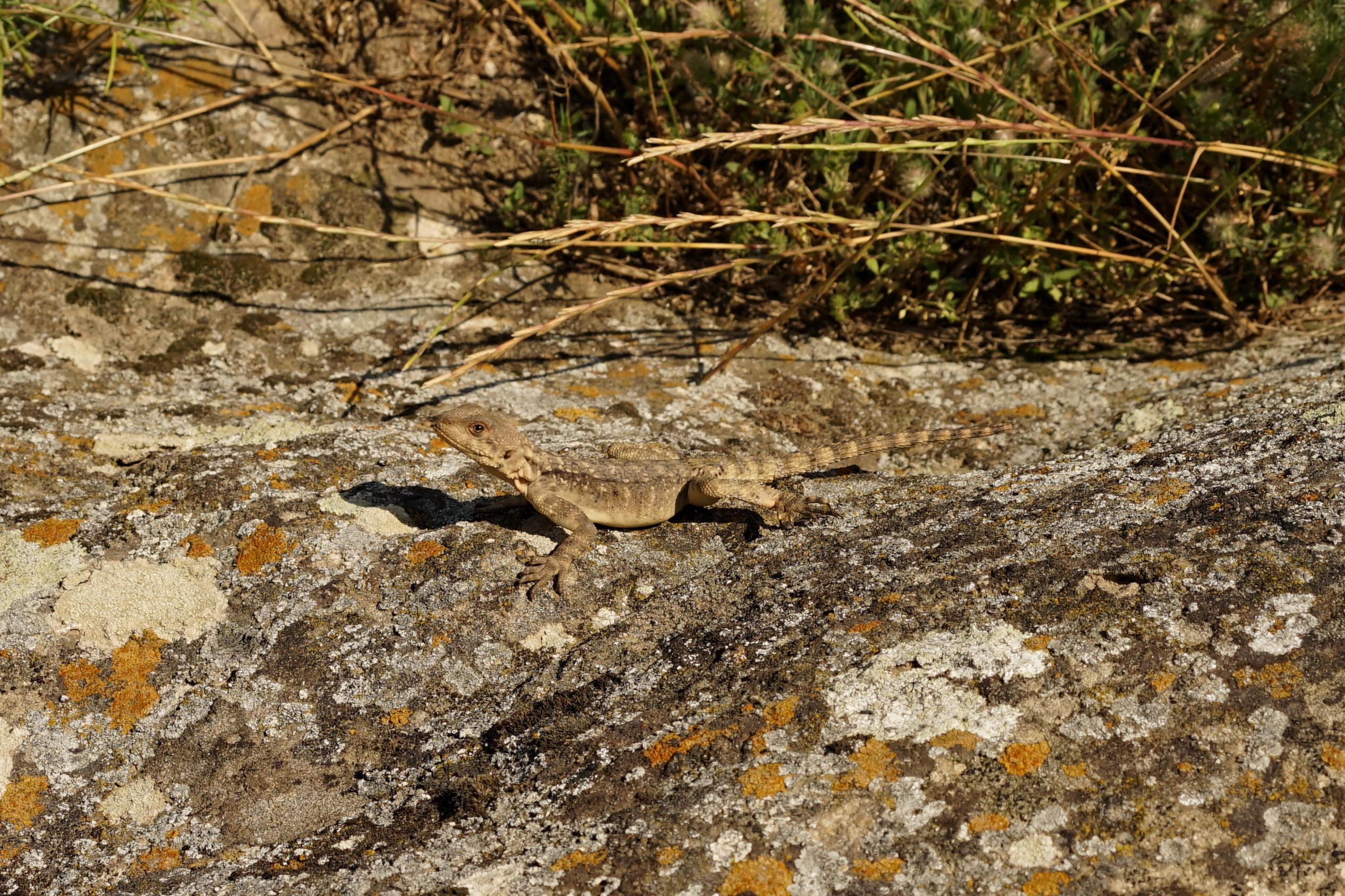 Georgia. Photograph and videograph in Israel