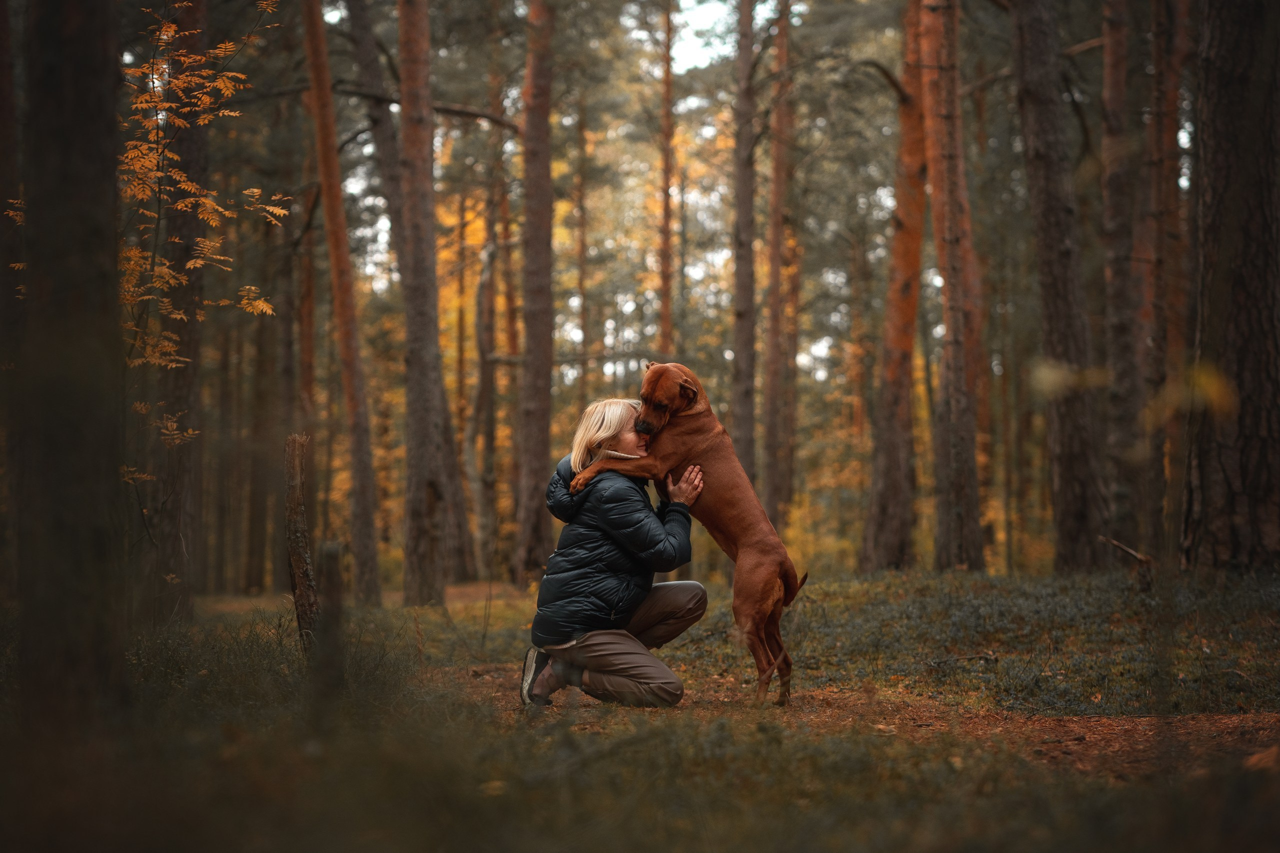 Родезийские Риджбеки в Санкт-Петербурге