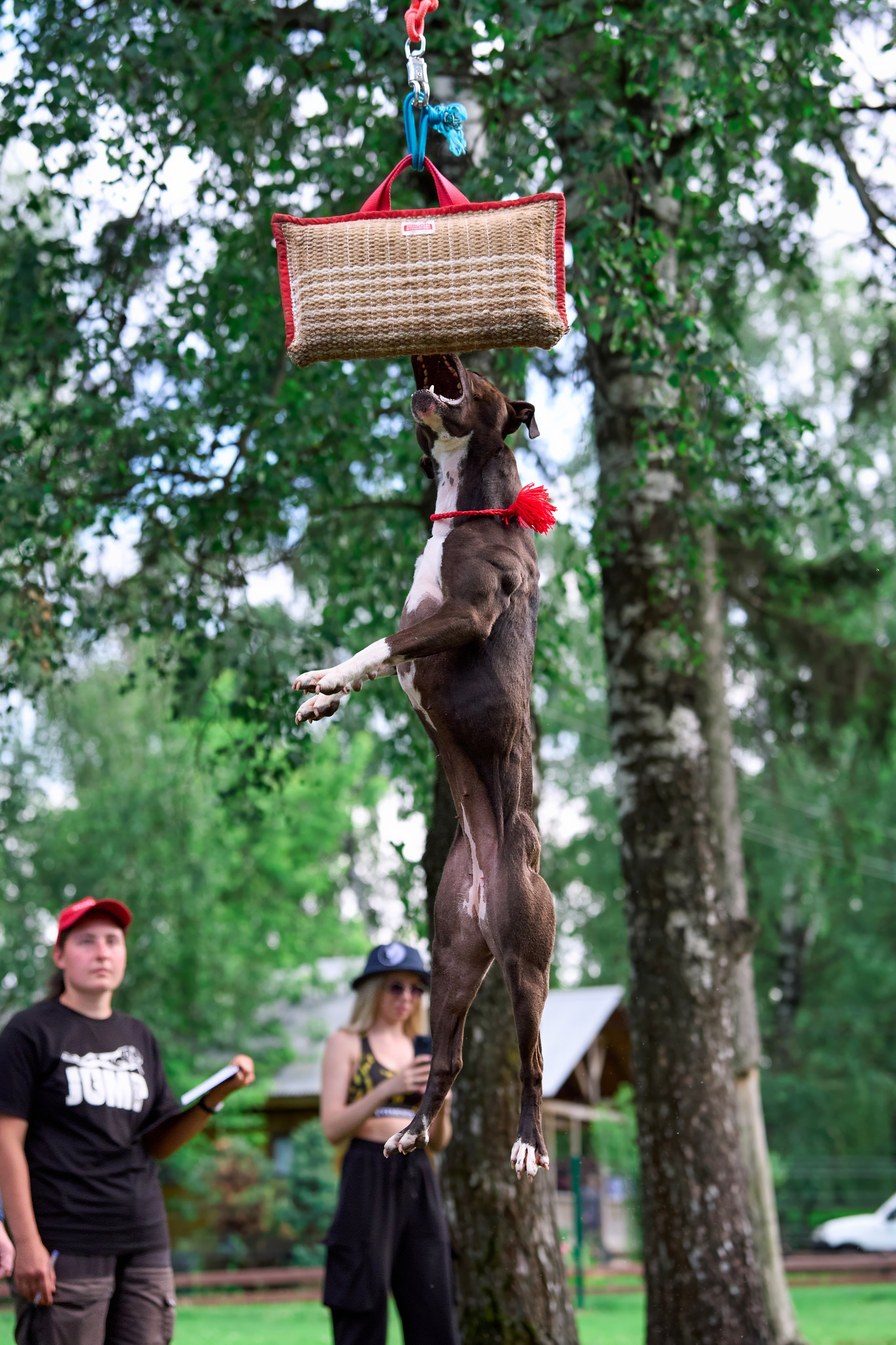Двухдневные соревнования «Jump'n'Gym Fest — 2024». Фотограф-анималист Михаил Манухин