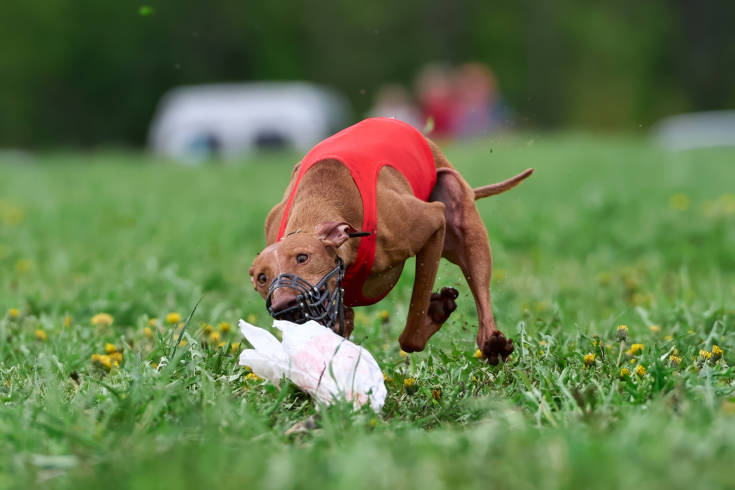 ПЧРКФ по курсингу. Фотограф-анималист Михаил Манухин