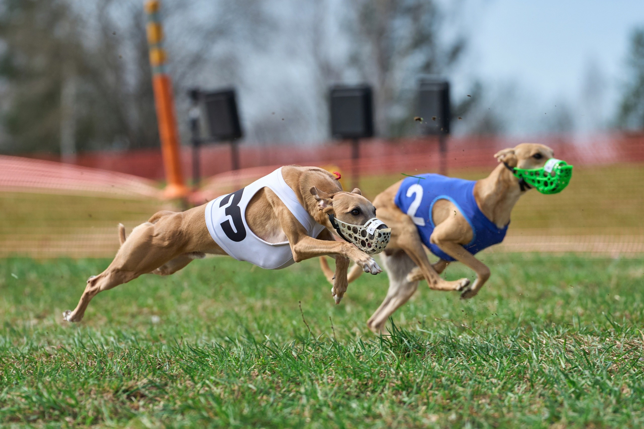 Квалификация по рейсингу. Фотограф-анималист Михаил Манухин