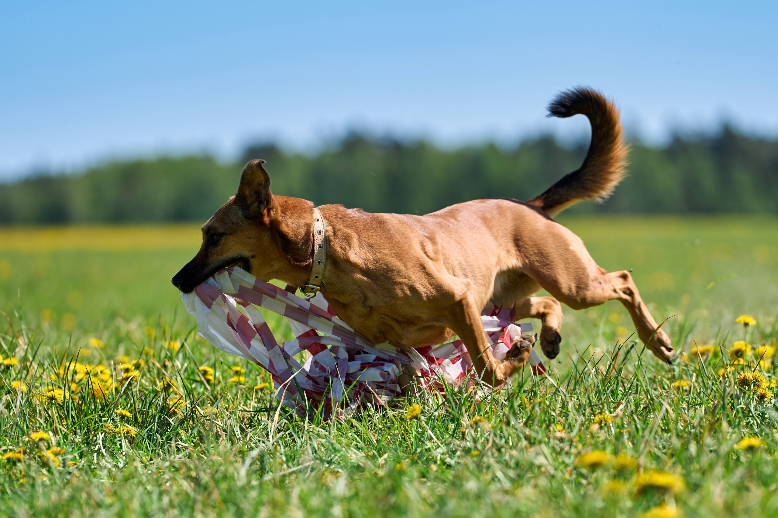 Тренировка по курсингу «на Ярославке». Фотограф-анималист Михаил Манухин