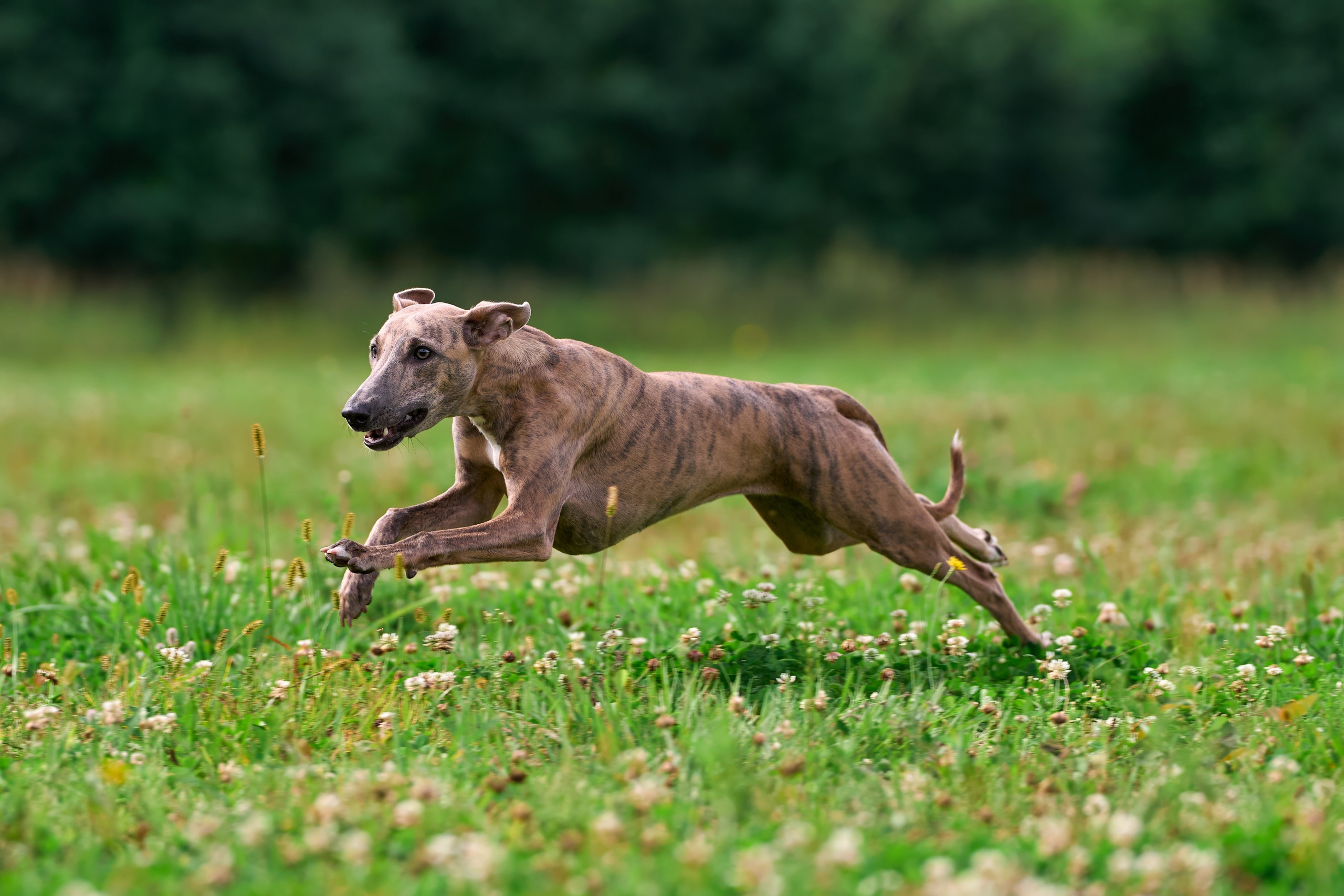 Тренировка в Донино. Фотограф-анималист Михаил Манухин