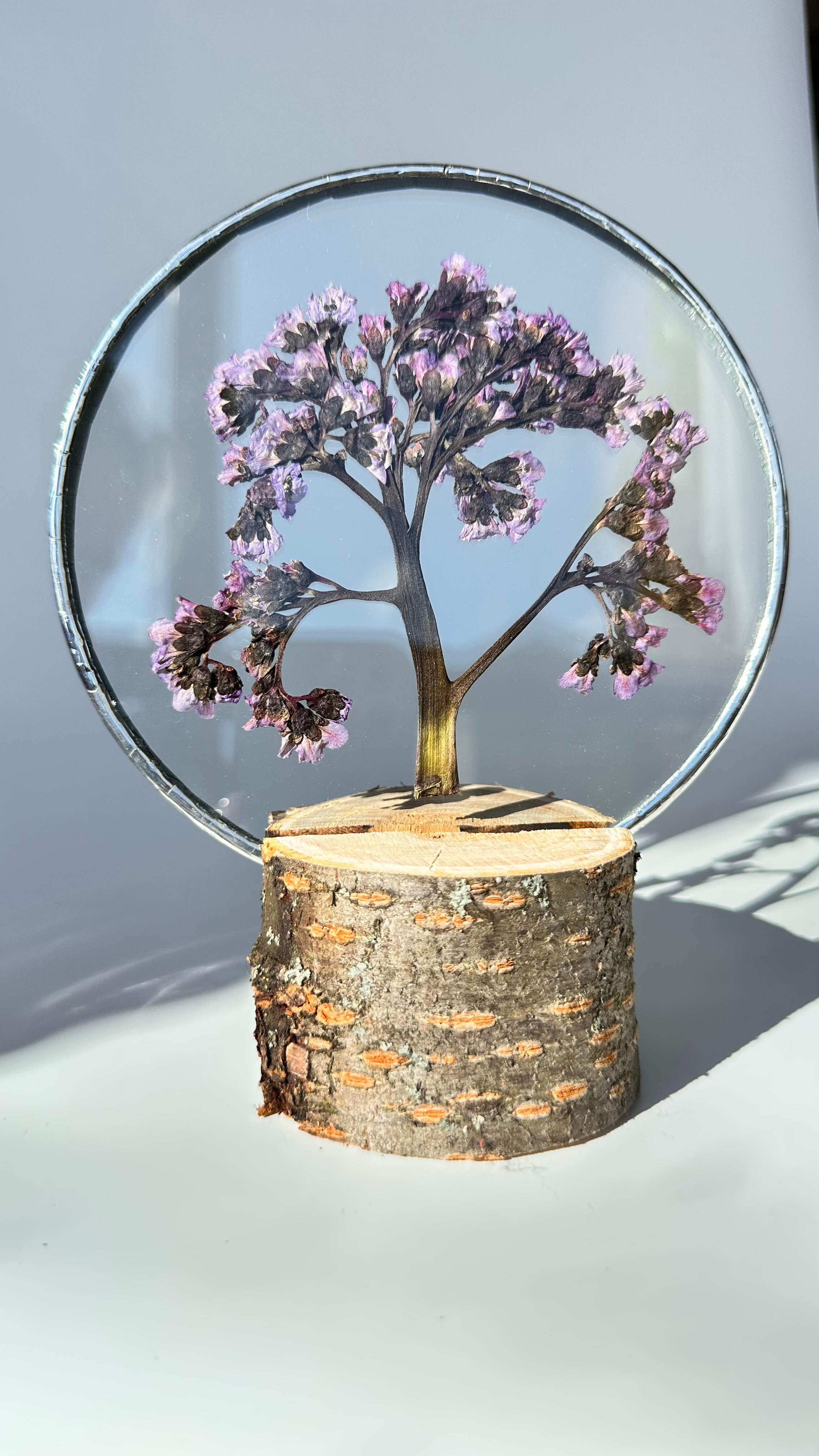 Бадан Круг 15 см. Оформляю пространства. Витражи с сухоцветами в технике Тиффани