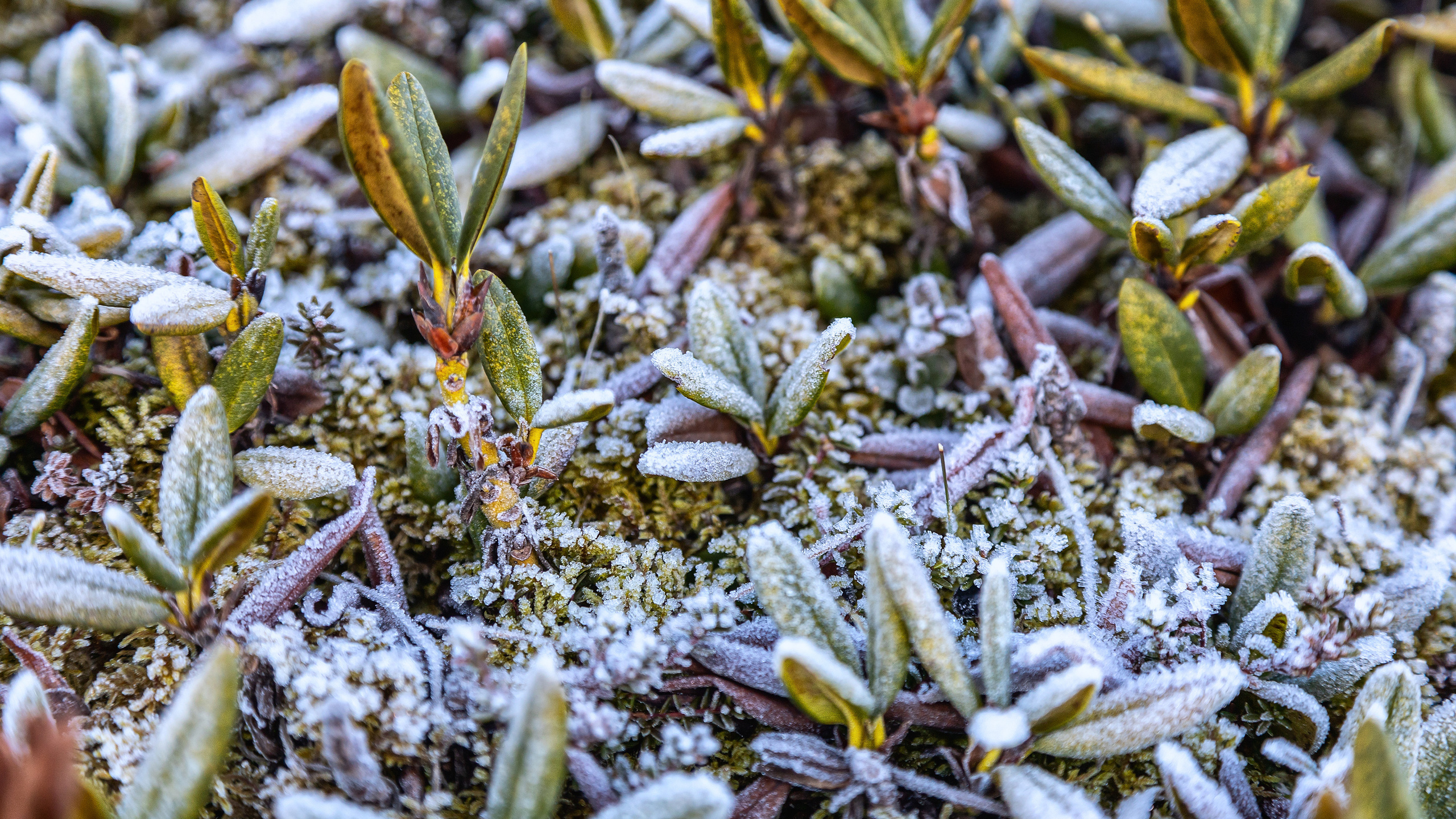 Джип туры по горам Осетии, фотосессии в горах