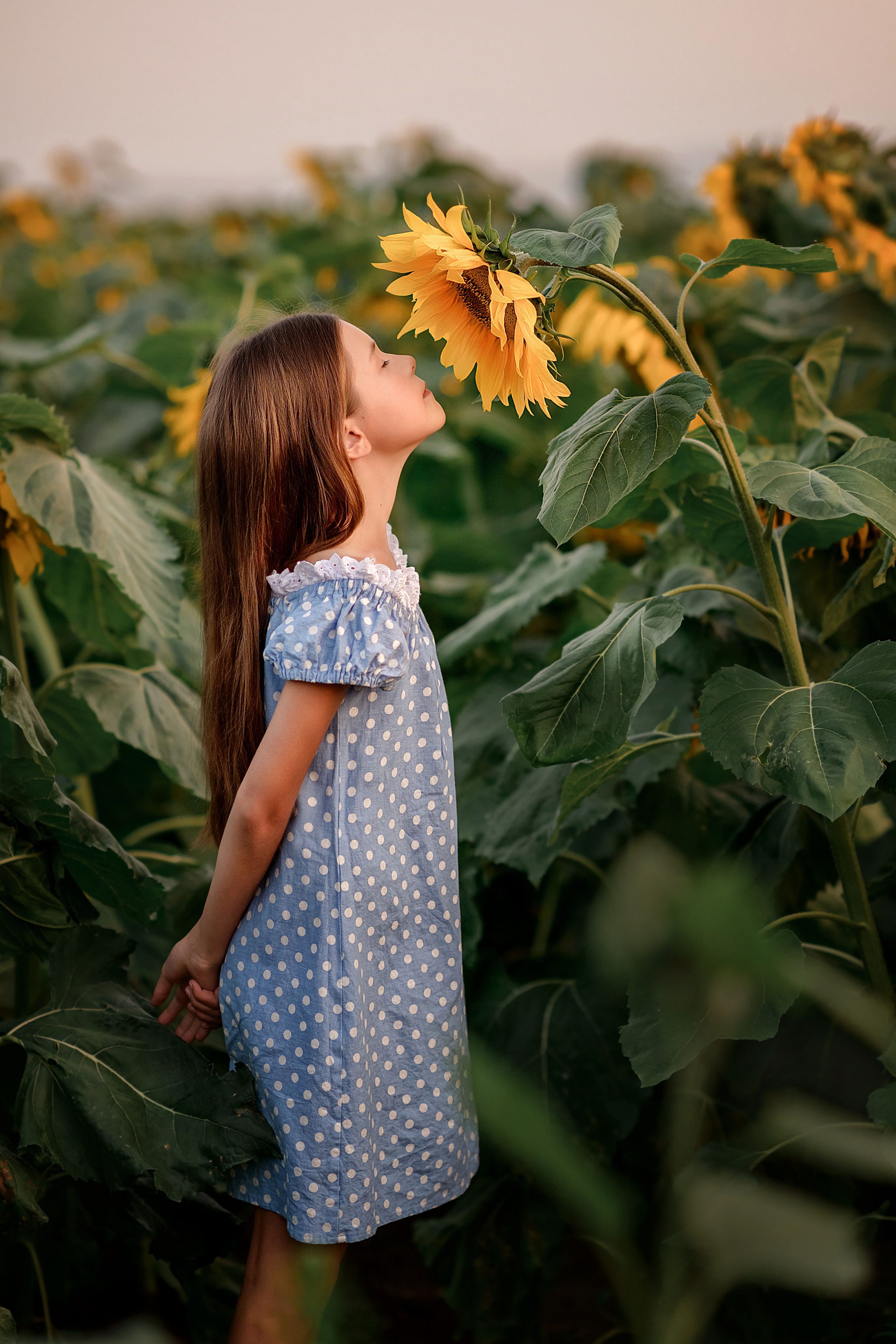 Фотосессия в подсолнухах. Детская фотосессия в подсолнухах. Фотосъёмка в полях, в цветении.