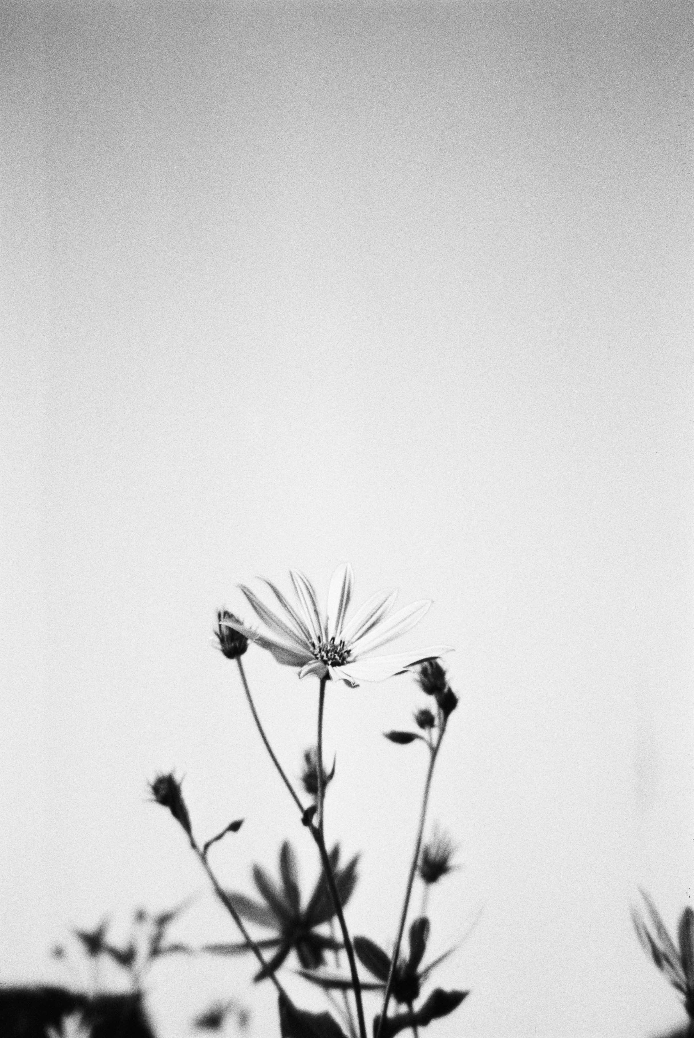 Женские портреты. Алина Арбузова. Фотограф в Санкт-Петербурге