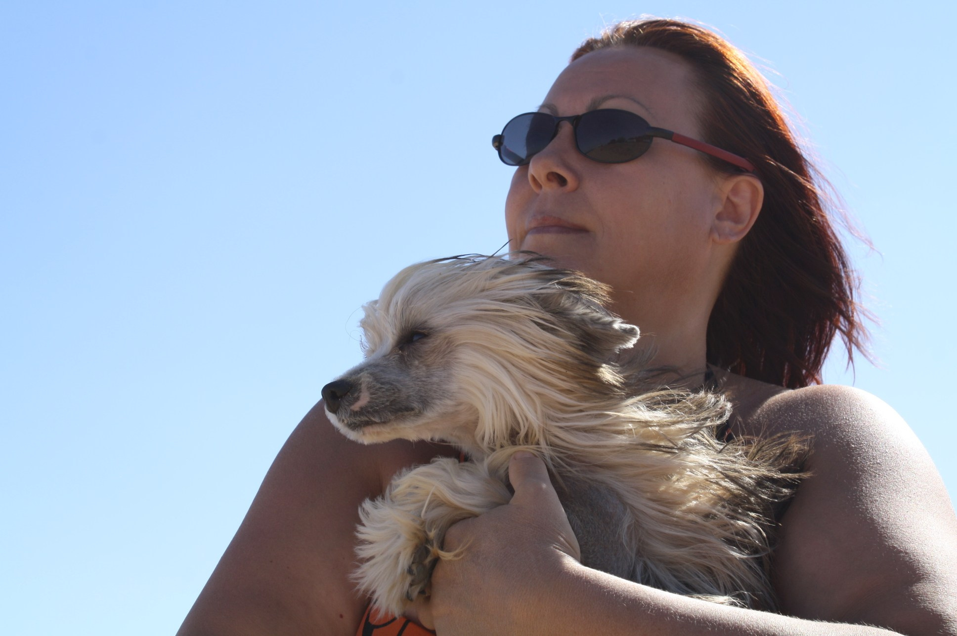 Dolzhanskaya Spit. Chinese Crested Dog Kennel Poale Ell