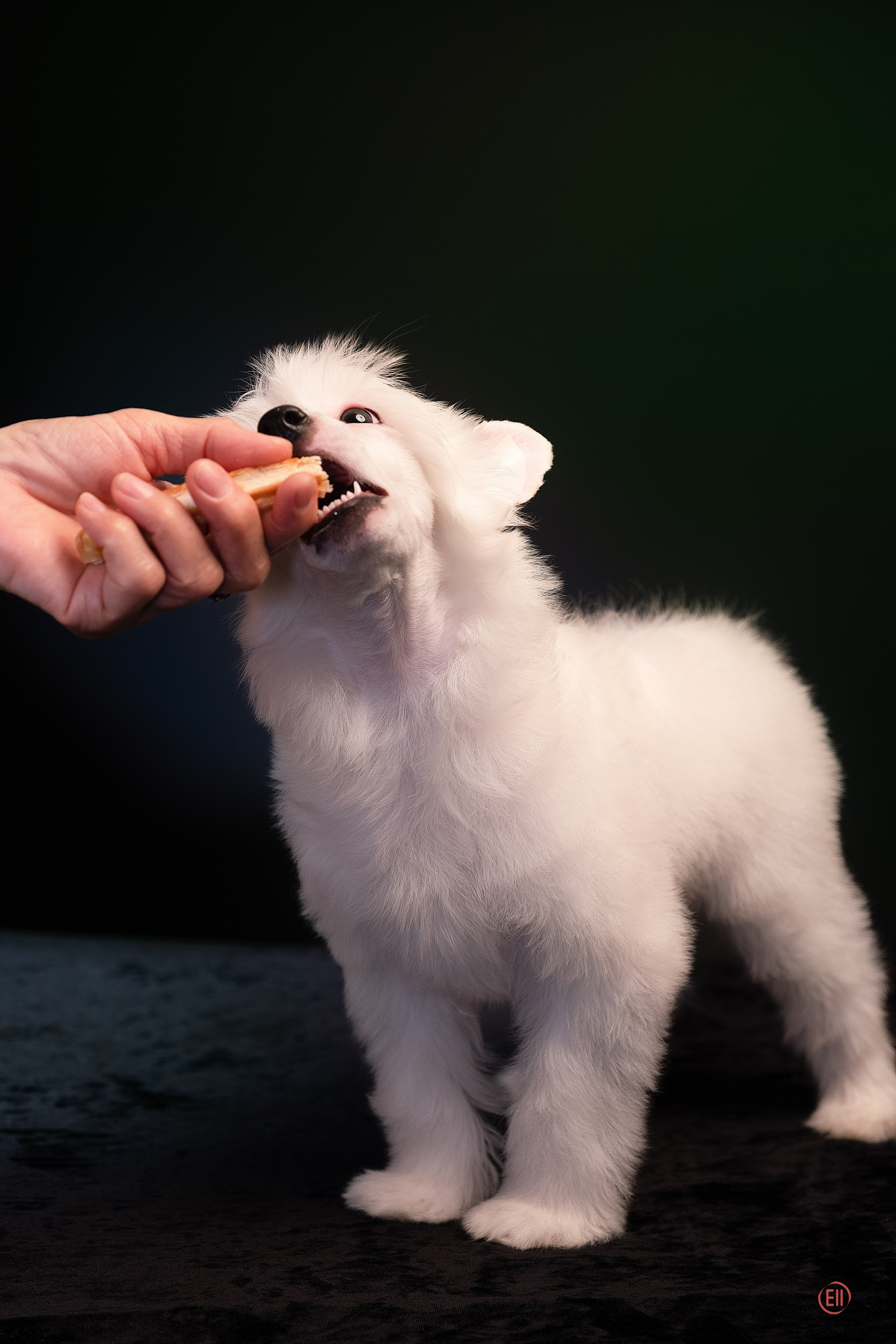 First photo session of the litter “F” of the Laisan Island kennel. Chinese Crested Dog Kennel Poale Ell