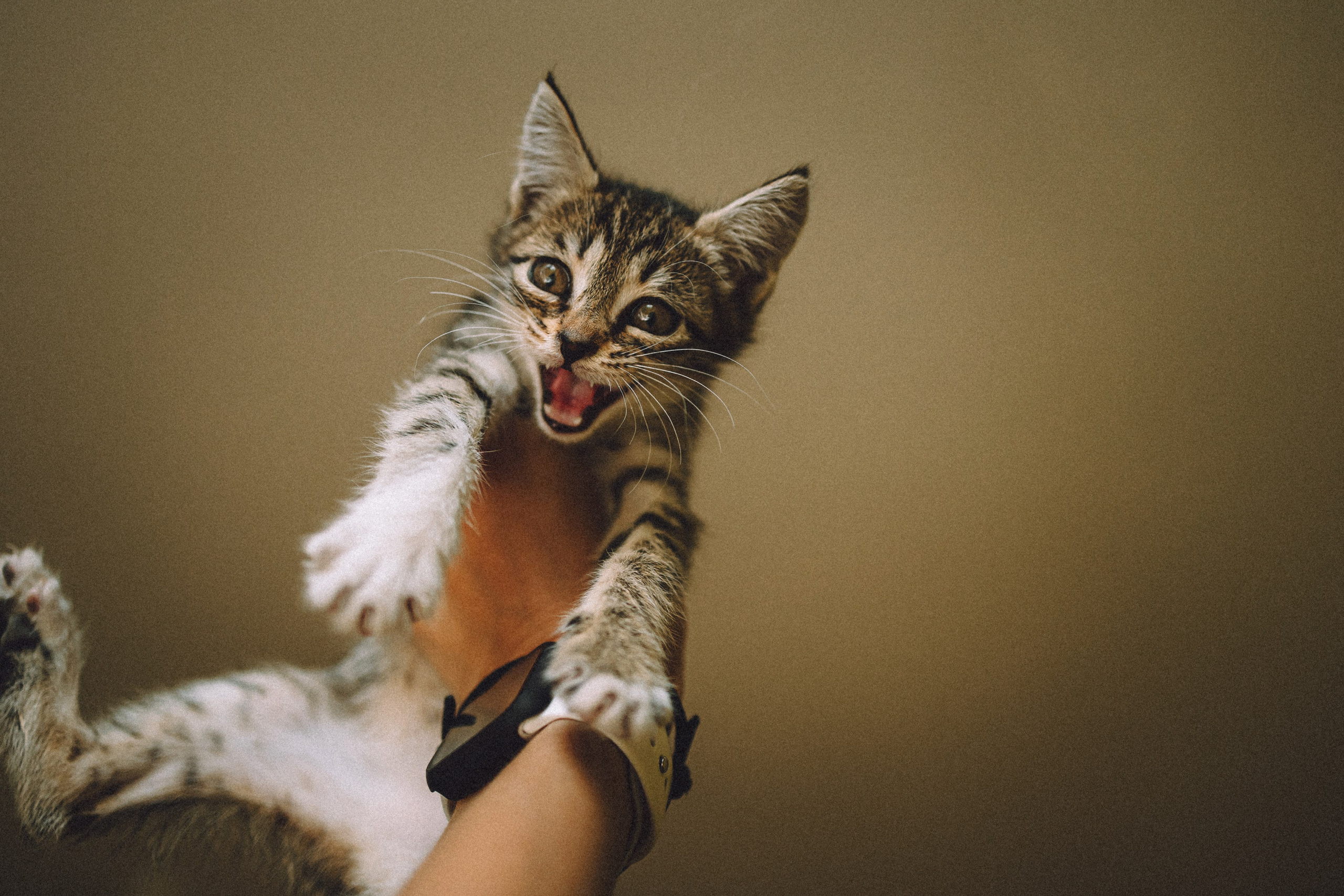 Более 30 идей для фотосессии с котенком